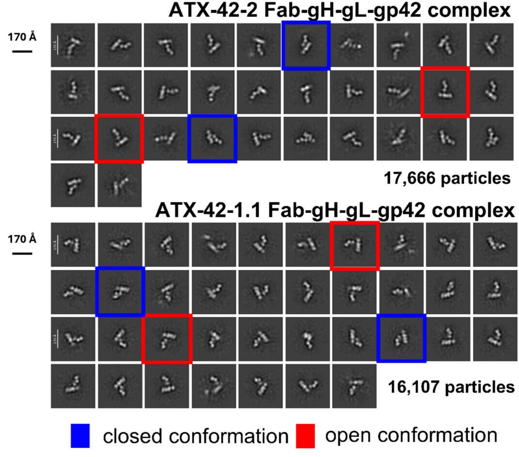 Representative reference free 2D class averages of ATX42-2 Fabs and ATX-42-1.1 Fabs bound to gH/gL/gp42 complex.