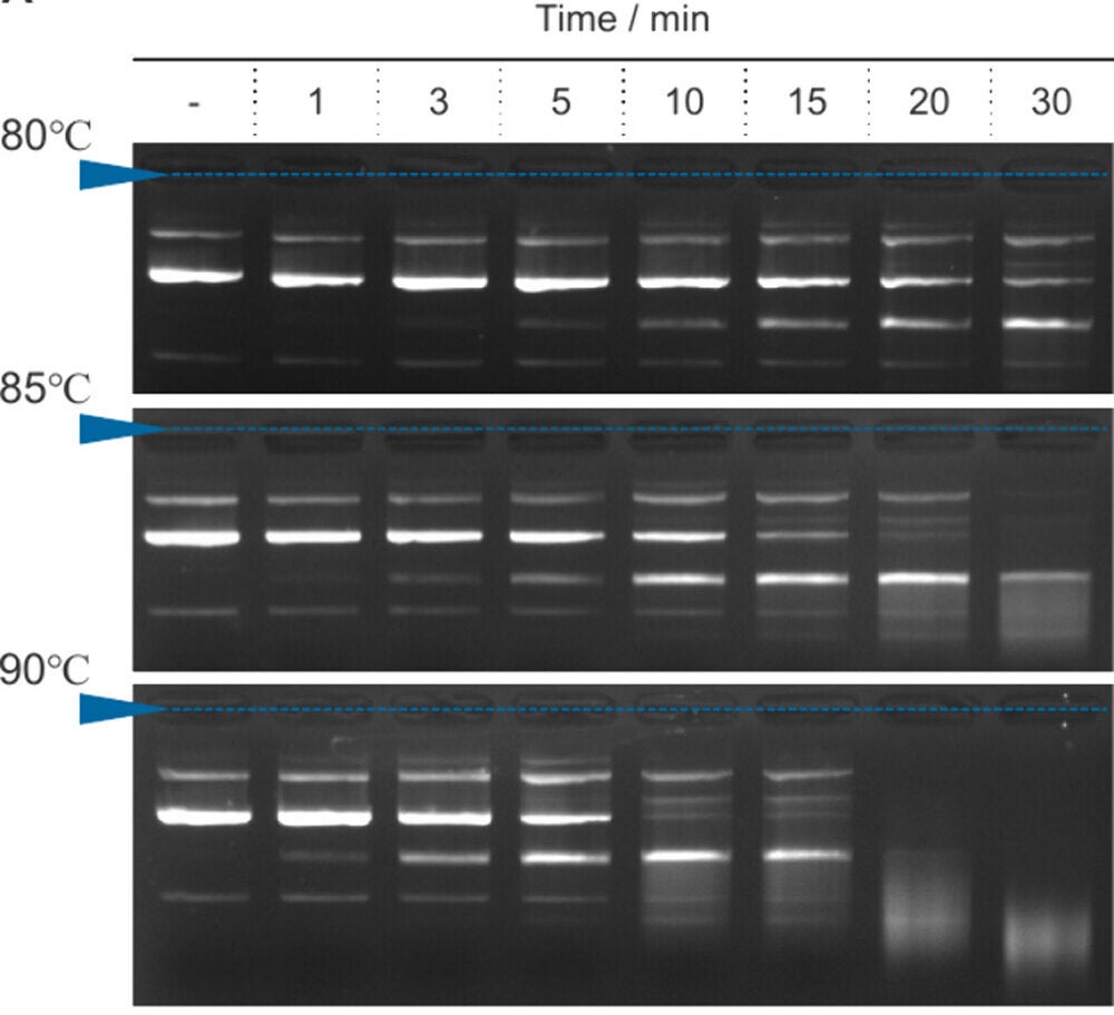 Optimization of pDNA annealing temperature and time as assessed by agarose gel electrophoresis