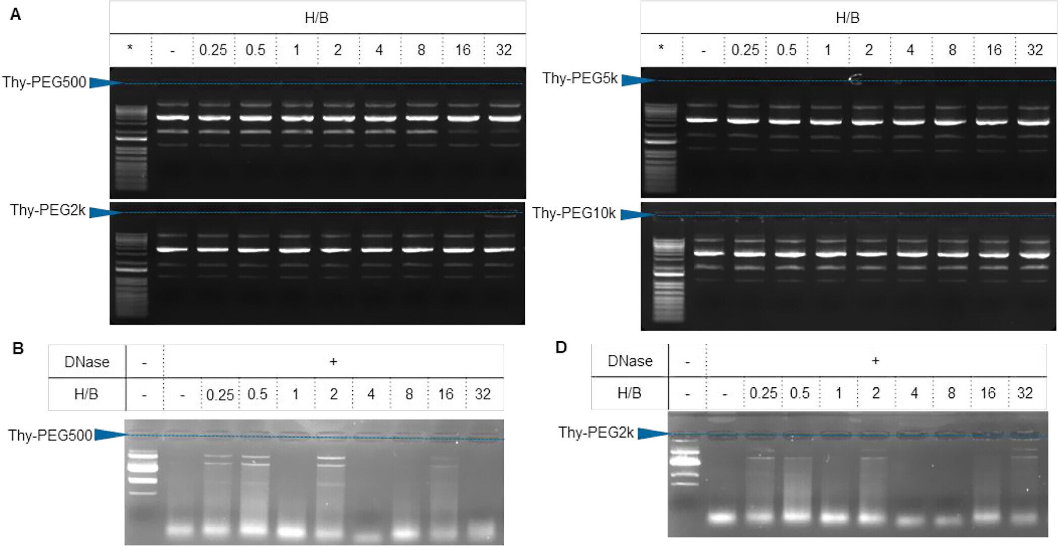 Evaluation of Thy-PEG/pDNA (H/B = 0–32) complex formation by agarose gel electrophoresis
