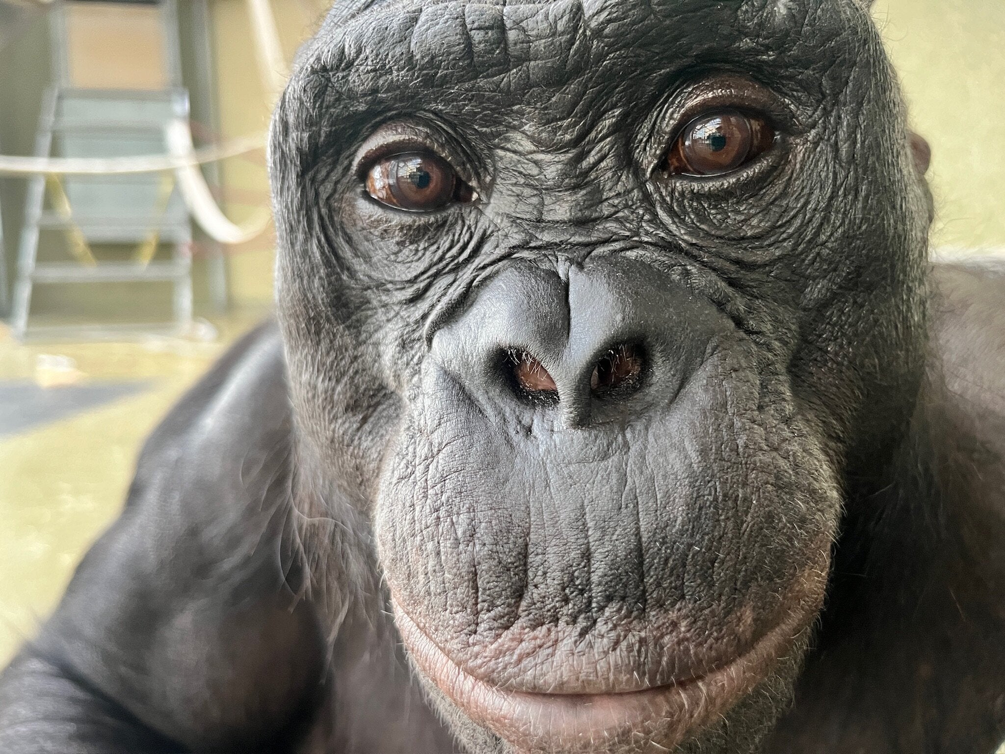 Kanzi, a 43-year-old bonobo at the Ape Initiative, was known for apparent pretend play and for responding to spoken cues by pointing.
