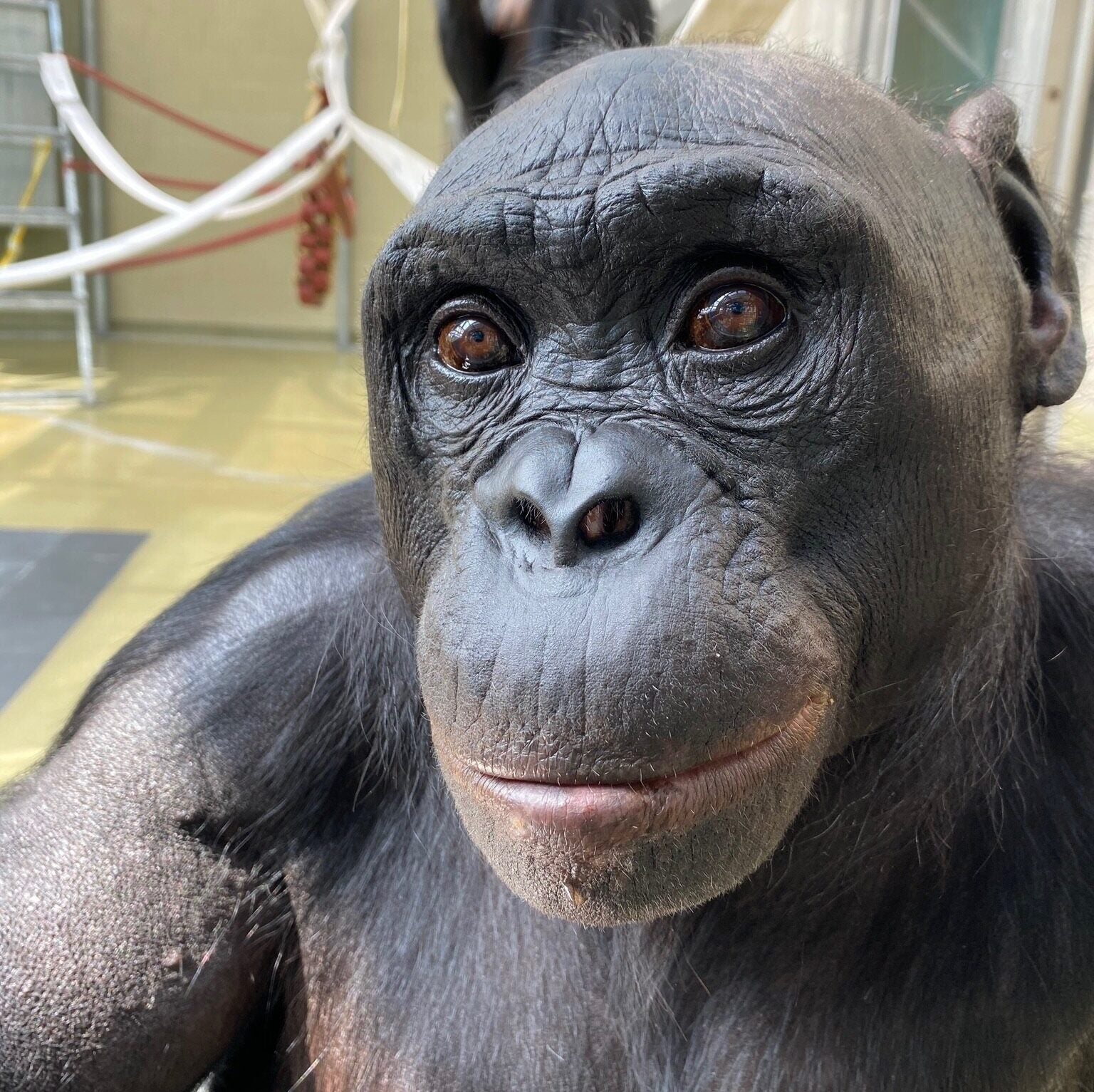 Prior to conducting the pretense testing, the researchers ensured that Kanzi fully understood the task he was being asked to do.