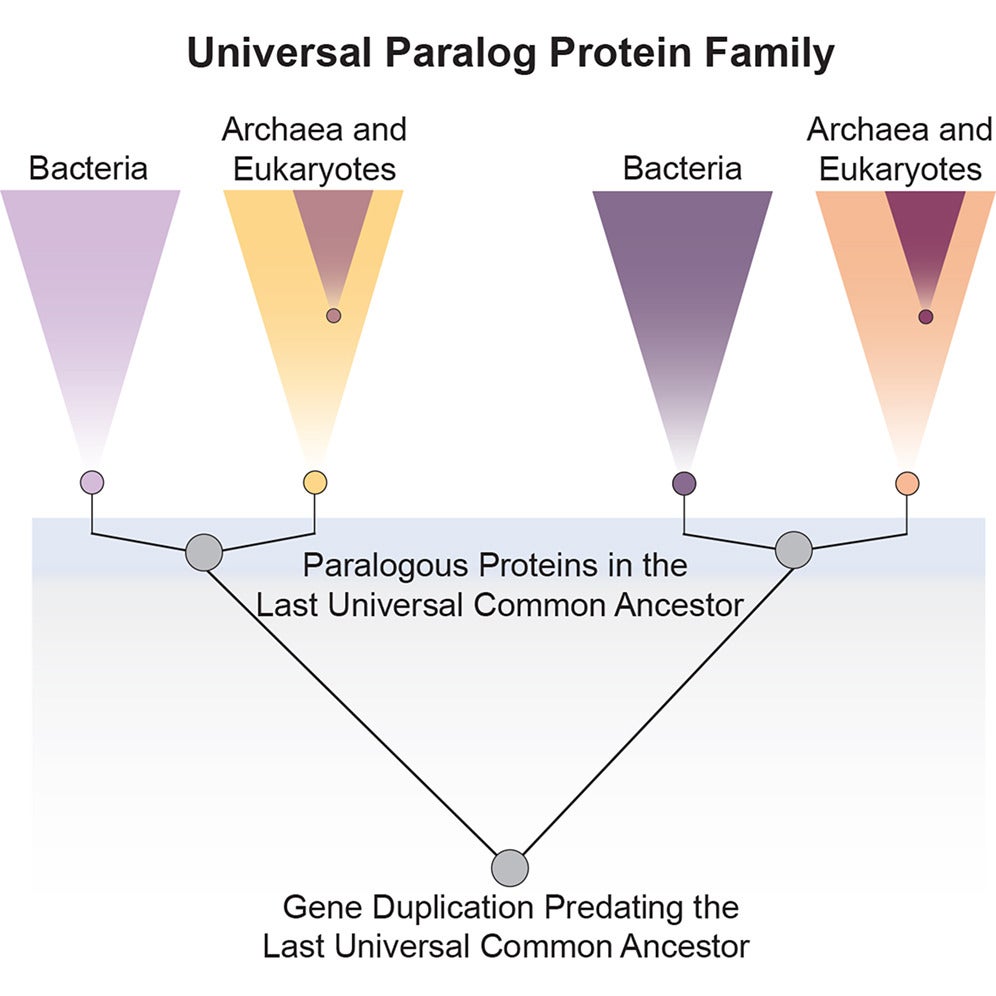 Graphical abstract. Important yet understudied type of protein family, universal paralogs, that retain phylogenetic signals from evolutionary events predating the last universal common ancestor of life, offering a unique window into early evolution.