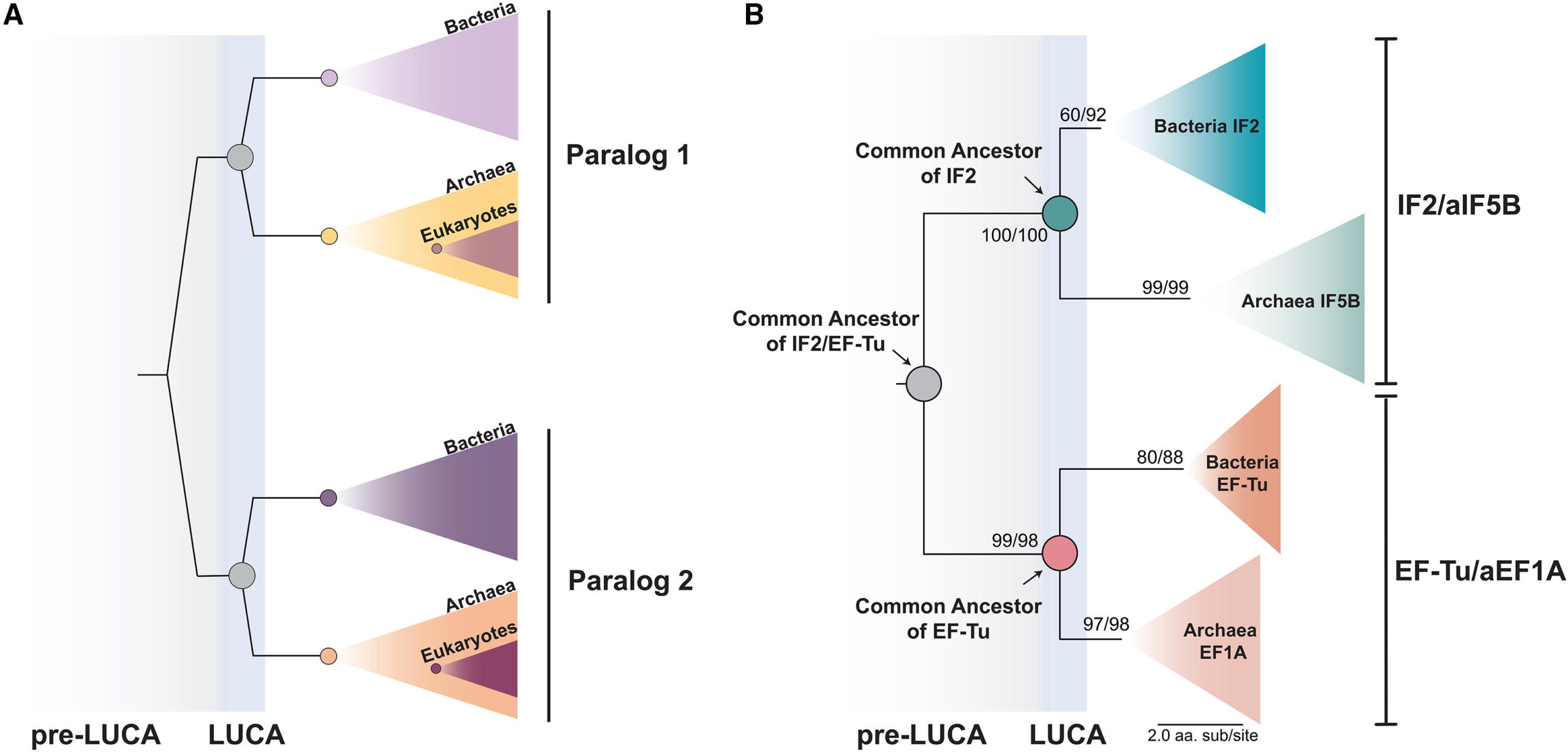 Phylogenetic topologies of universal paralog trees