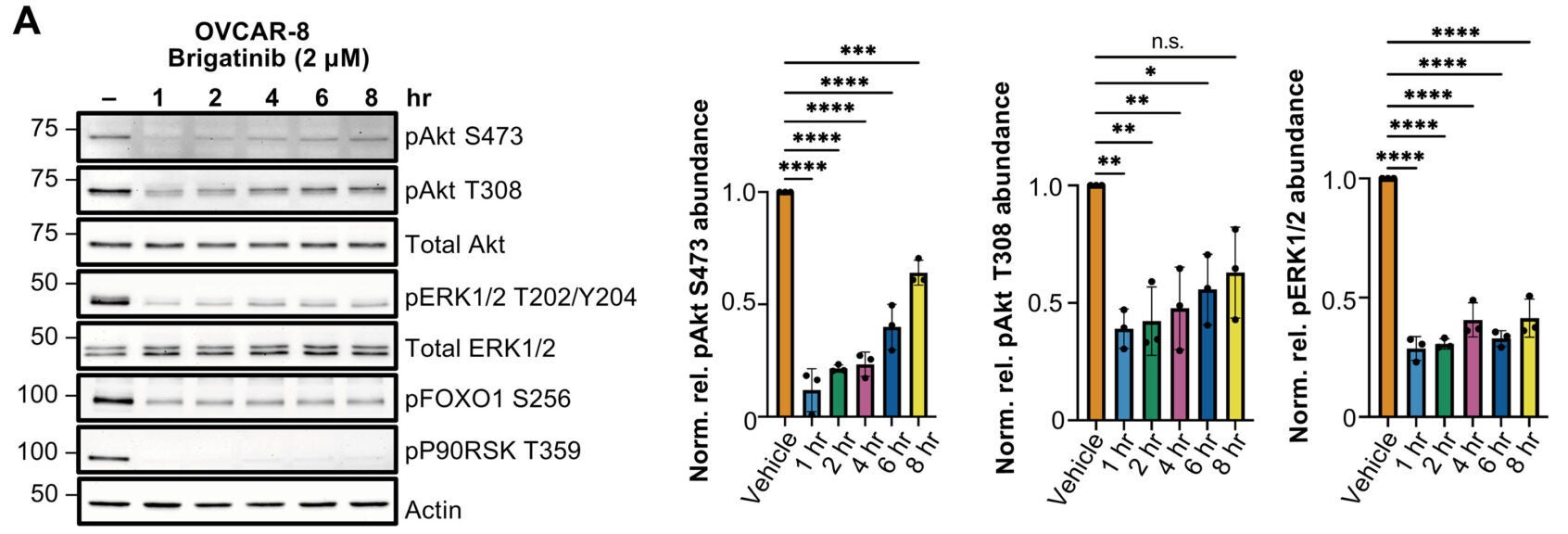 Dual inhibition of FAK and EPHA2 by brigatinib suppresses Akt and ERK signaling and enhances sensitivity to PARPis.
