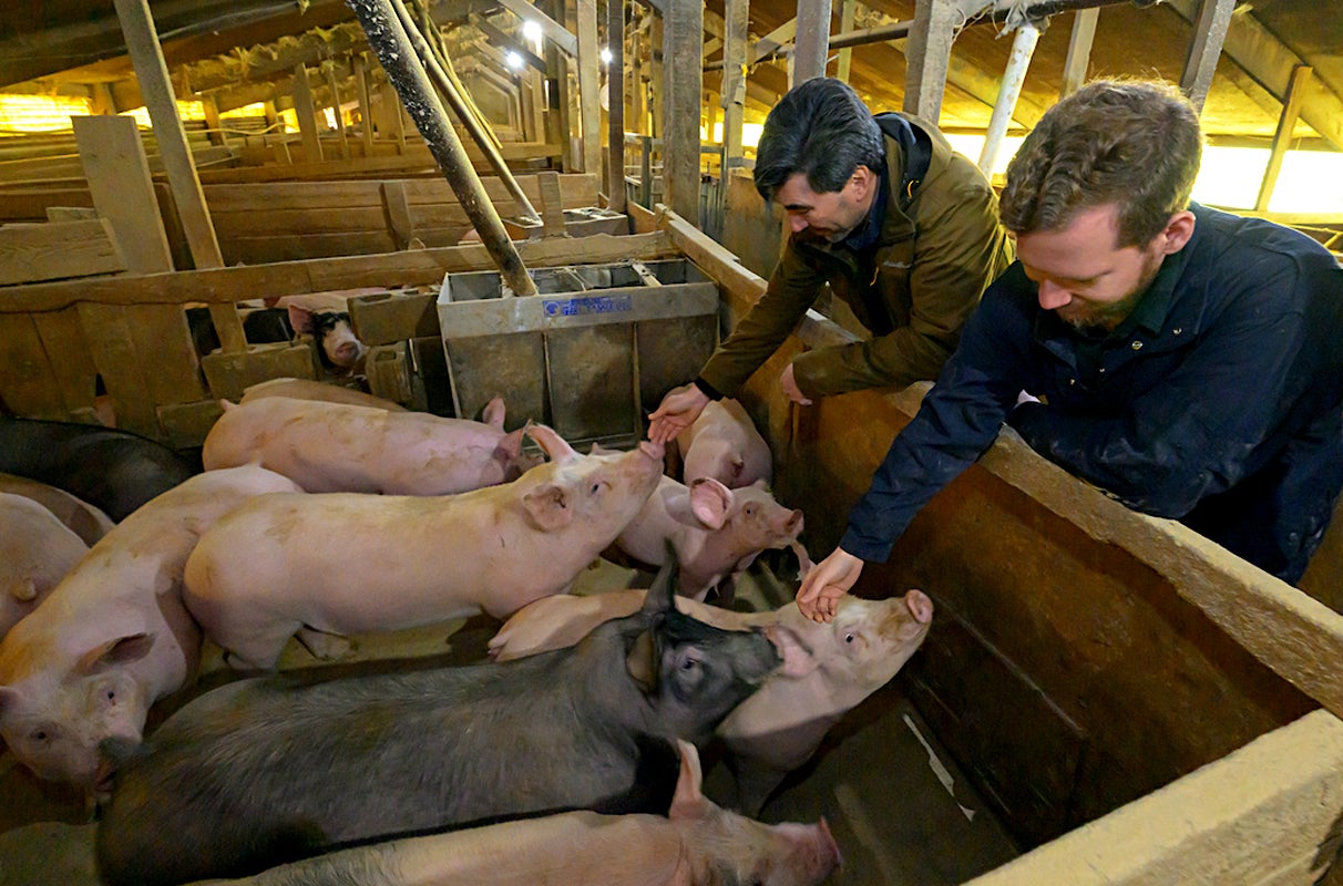 Ryan Driskell, left, an associate professor, and Sean Thompson, right, a PhD graduate student, are greeted by pigs at a farm near Garfield, Wash.