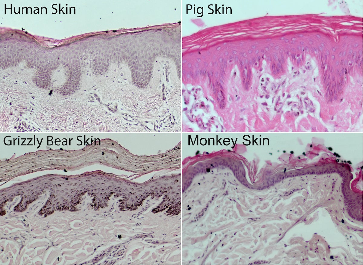 These microscopic views of layers of skin shows how humans, grizzly bears, and pigs (but not monkeys) all share valley-like skin microstructures called rete ridges, which are visible in the bottom sections of these slide images.