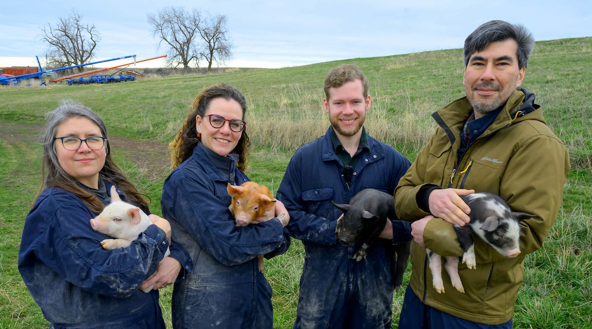 From left, Iwona Driskell, scholarly assistant professor, Michela Ciccarelli, assistant professor, Sean Thompson, PhD graduate student, and Ryan Driskell, associate professor, pose for a photo while holding piglets at a farm near Garfield, Wash.