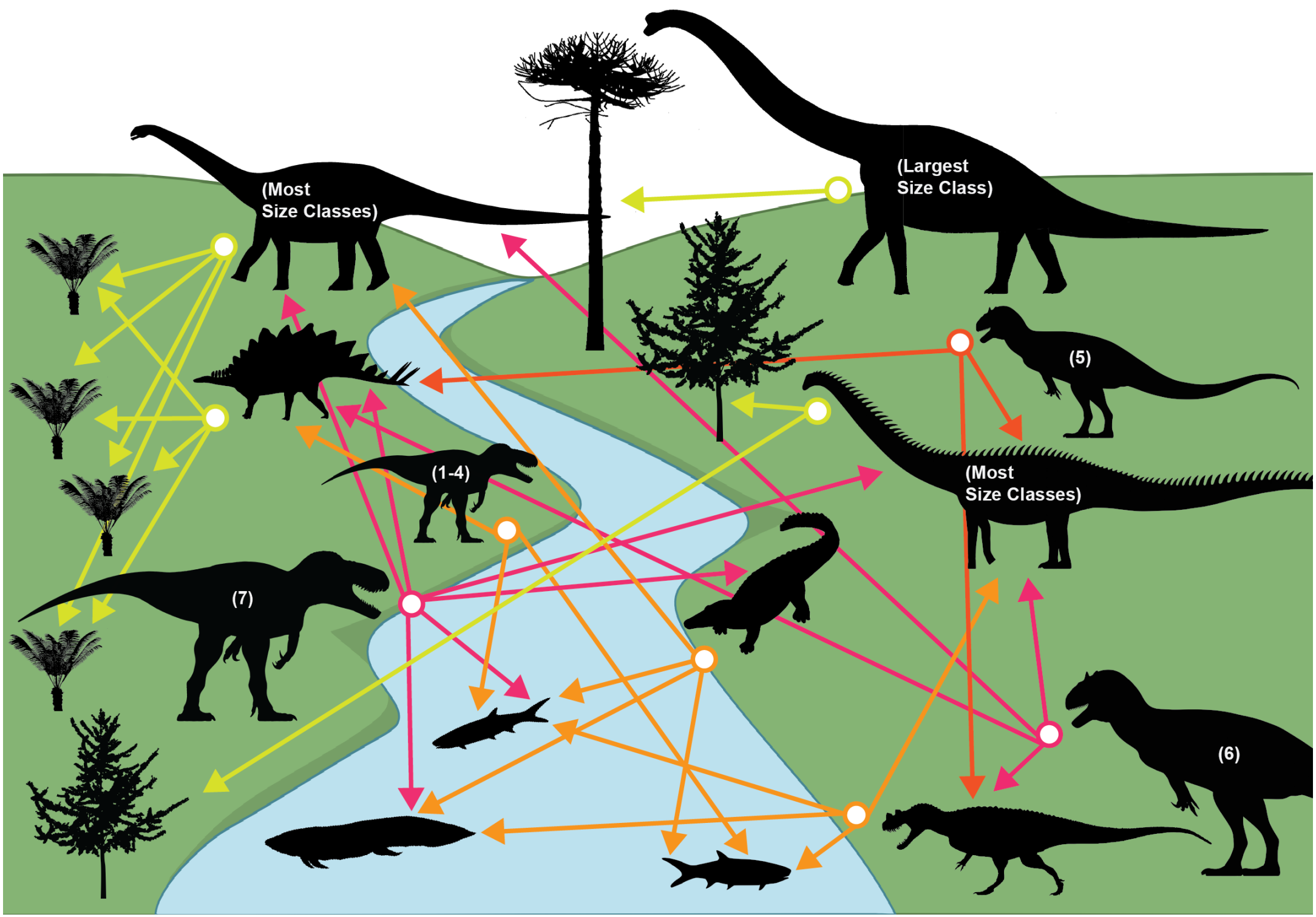 Graphical representation of an ecosystem microcosm from both generated food web models of DMDQ. Not all connections are represented, yet the majority are visualized here to demonstrate the general trends derived from all results recovered.