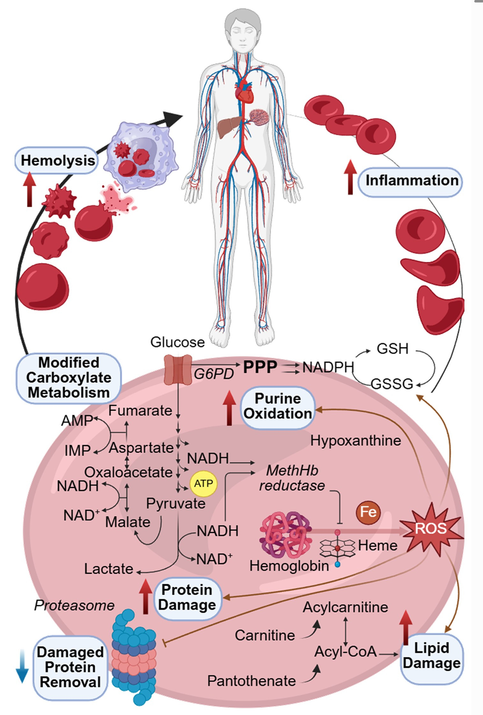 A model of RBC damage accumulation during long distance trail running.