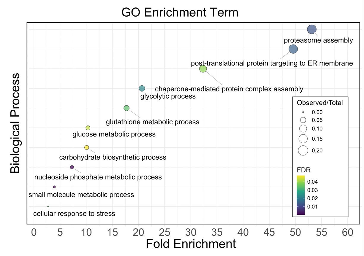 GO Enrichment terms with deformability. 