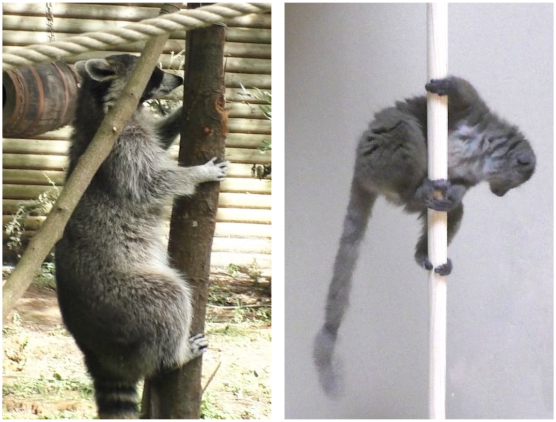 Two species from the study – a raccoon (Procyon lotor) and mongoose lemur (Eulemur mongoz) – climbing on vertical supports.