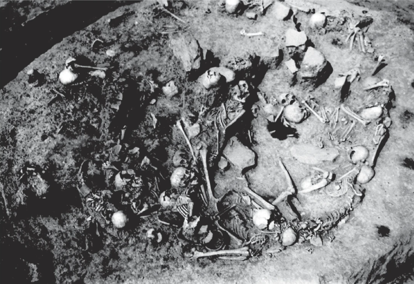 Photograph of the Gomolava mass burial (reproduced courtesy of the Museum of Vojvodina). Note that no scale was included in the original photograph.