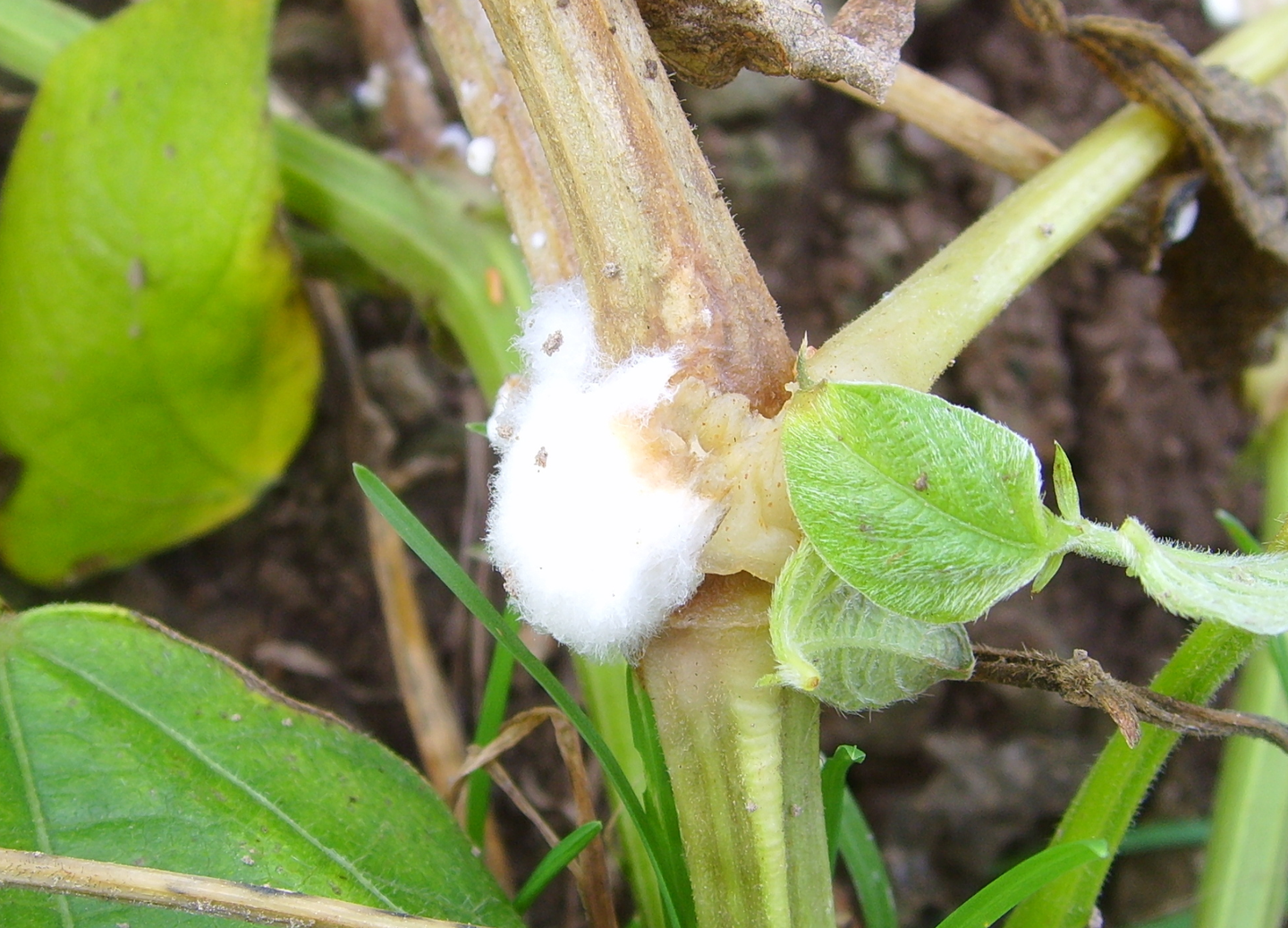 A common soil fungus releases airborne chemicals that block dangerous crop diseases, pointing to a future with fewer synthetic fungicides.