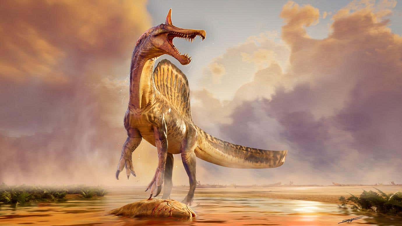 In an artist's recreation, 'Spinosaurus mirabilis' stands along the river’s edge over its prey some 95 million years ago.