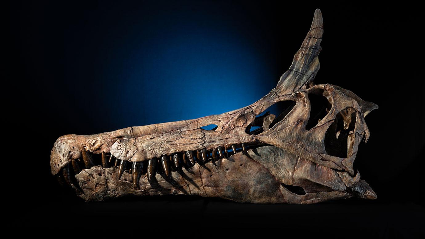 Skull cast of the new scimitar-crested spinosaurid "Spinosaurus mirabilis."