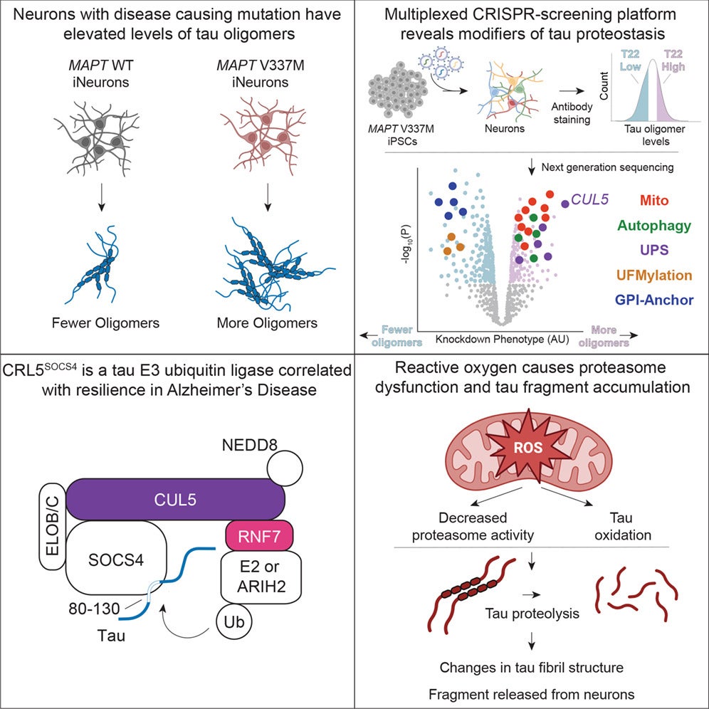 Graphical abstract: Disruption of mitochondrial function promotes proteasomal misprocessing of tau, generating disease-relevant tau proteolytic fragments and changing tau aggregation in vitro.