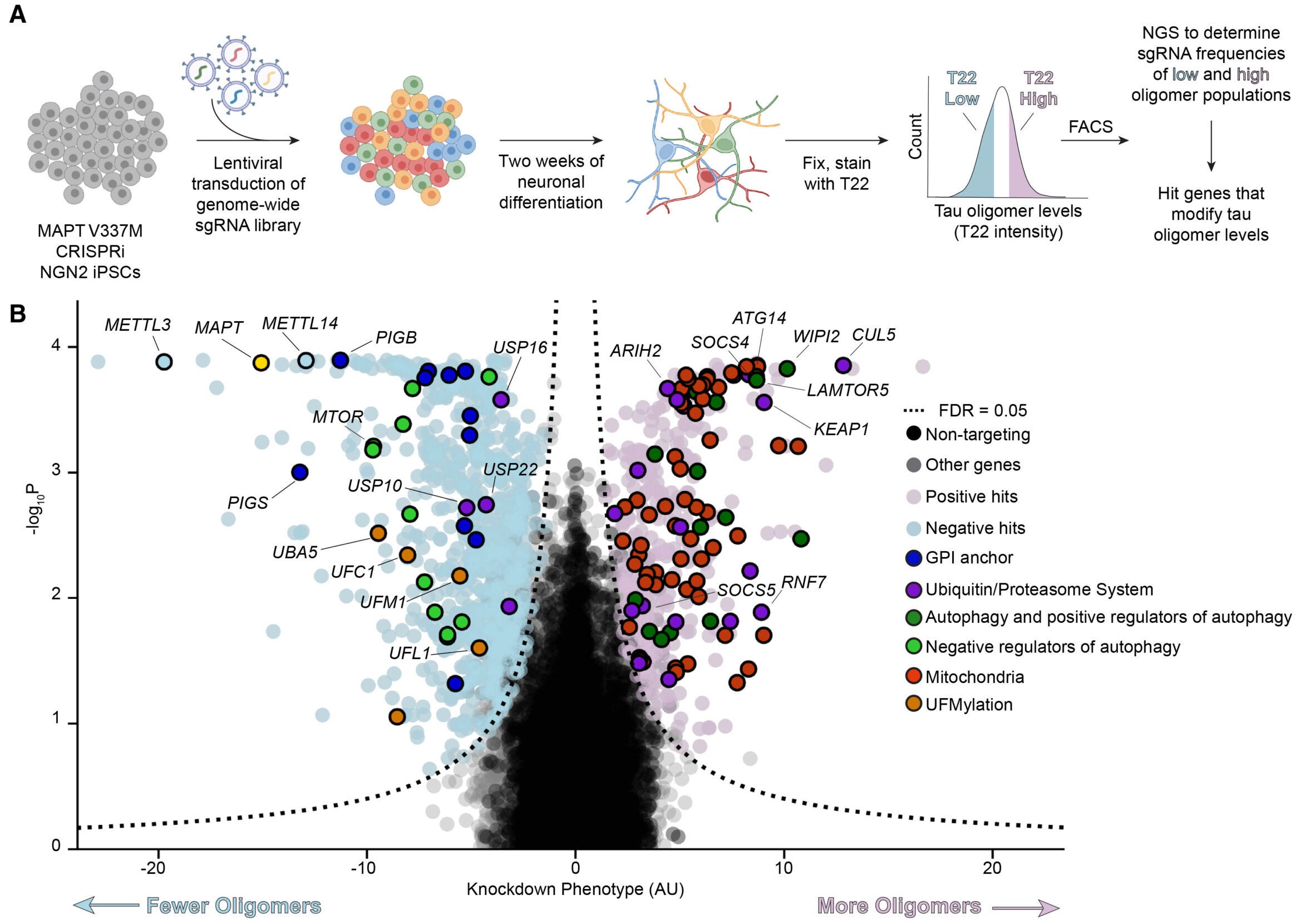 Genome-wide screen for tau oligomer levels in iPSC-derived neurons