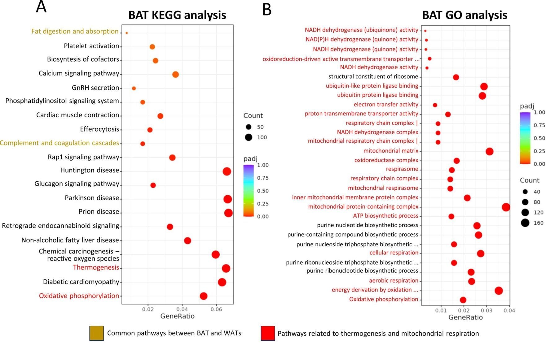Thermogenic and mitochondrial oxidation pathways are affected by TZP treatment in BAT. Regulated pathways representation obtained by KEGG (A) and GO (B) analysis of differentially expressed genes according to RNAseq analysis of BAT of obese mice treated with TZP for 12 days relative to saline-injected controls