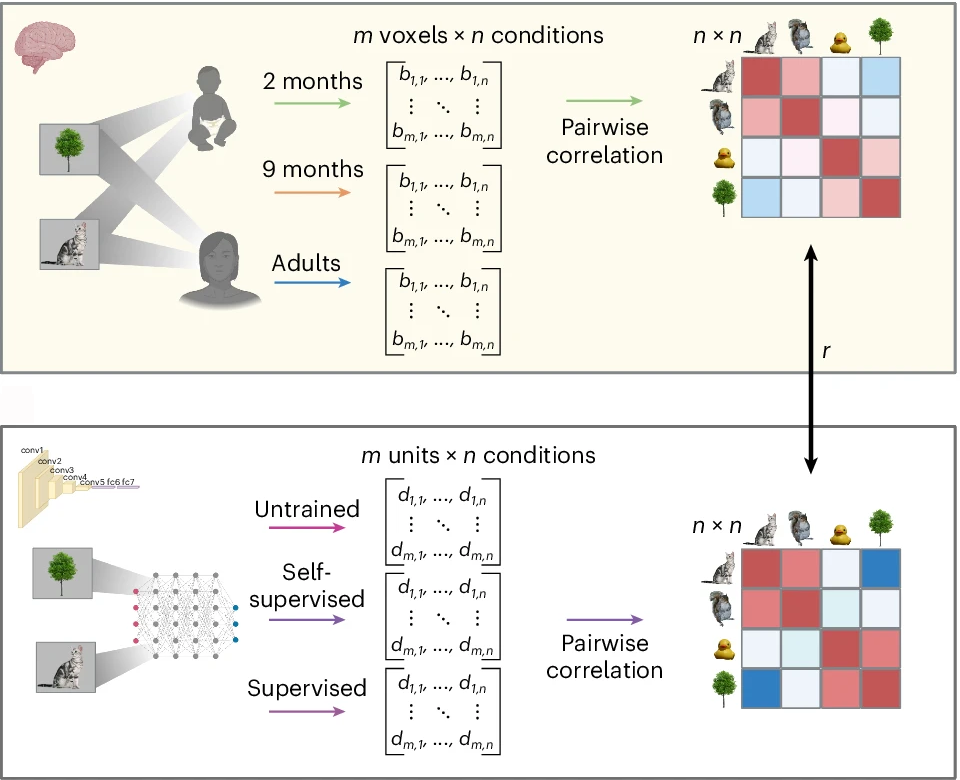 Visual representations were characterized per ROI and age group using multivariate pattern analysis.