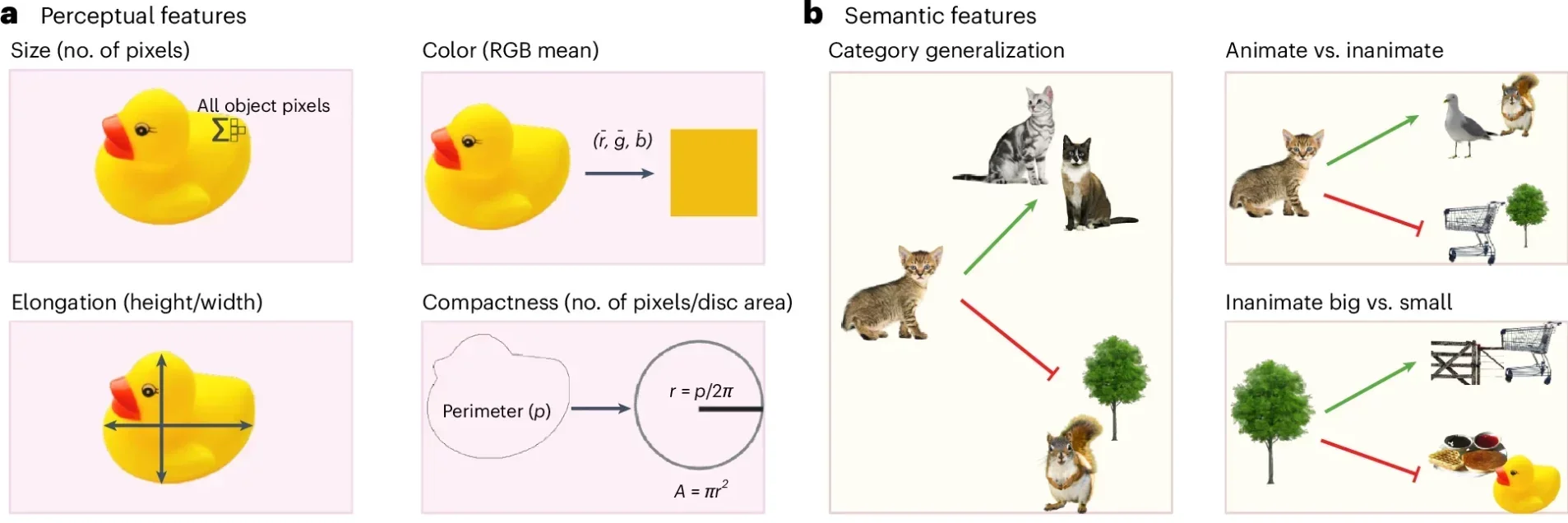 The development of perceptual and semantic feature representations.