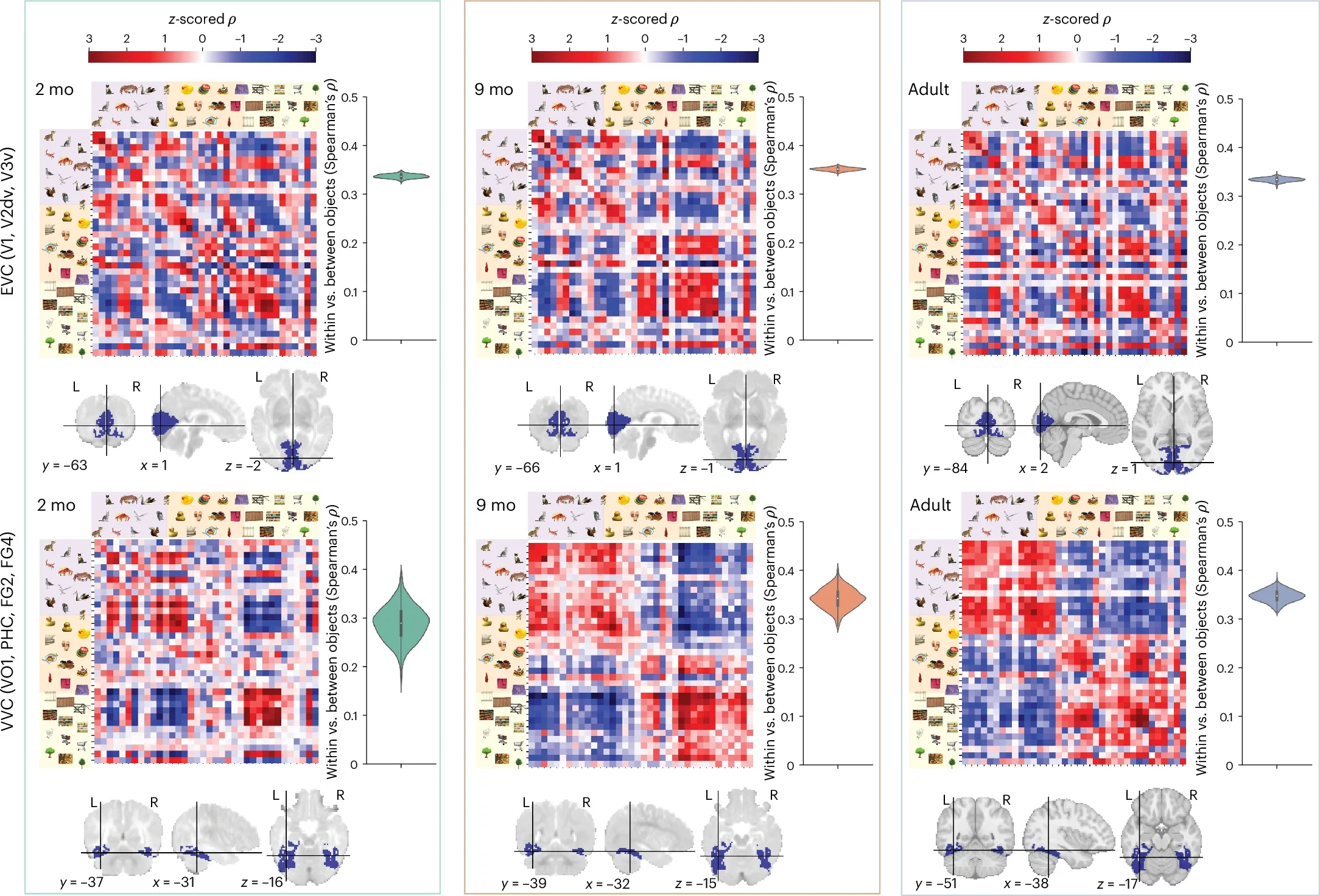 Visual representations from infancy to adulthood.