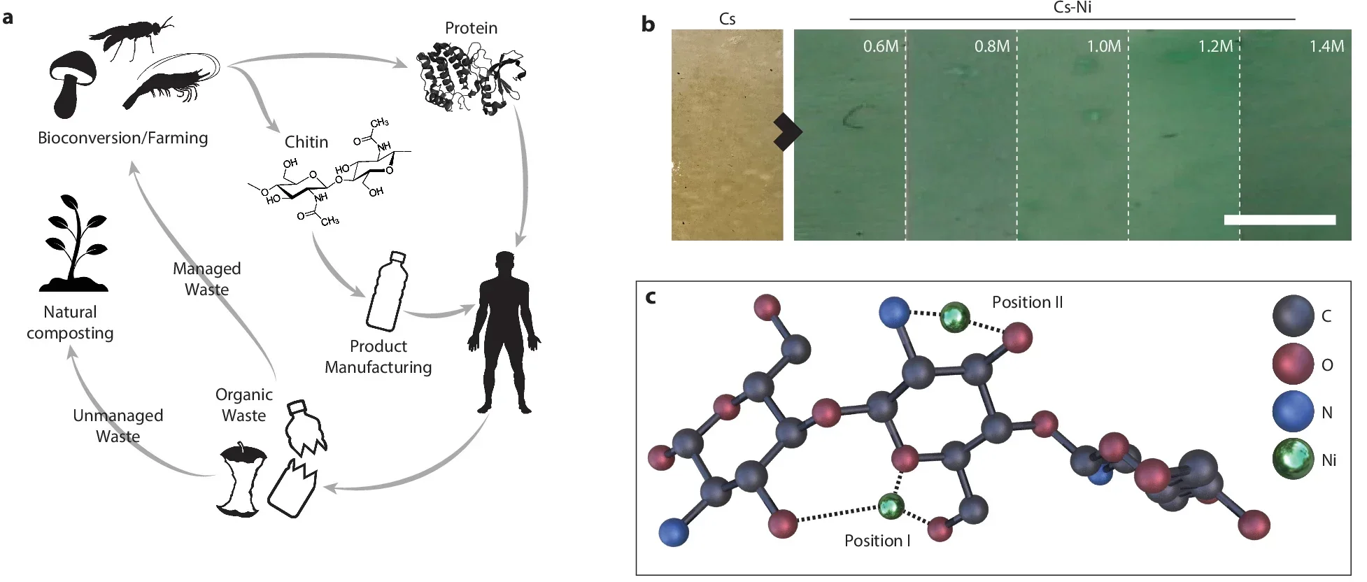 Conceptual schematic of regional circular production of chitin-derived polymers. Chitin and chitosan, typically byproducts of the shrimp and crab processing industry, are structural components in most heterotrophs used for the bioconversion of organic waste and the local production of nutrients.