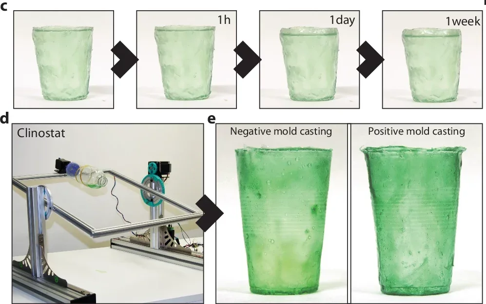 c) Images of a nickel-doped chitosan cup filled with water, demonstrating the material’s impermeability. d) Picture of the clinostat used to replicate negative molds for the nickel-doped chitosan. e) Comparison of the same objects fabricated using negative and positive molds.