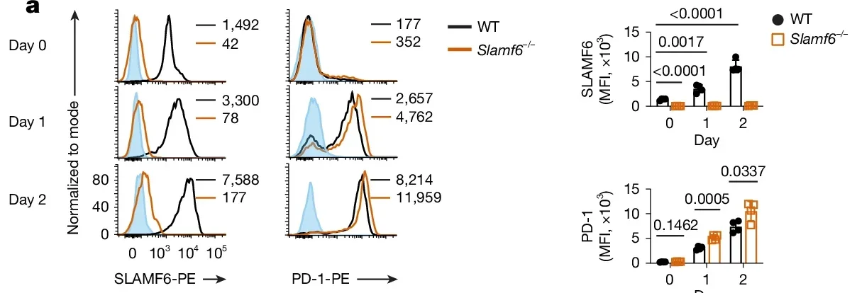 Loss of SLAMF6 augments T cell activation and anti-tumor immunity.