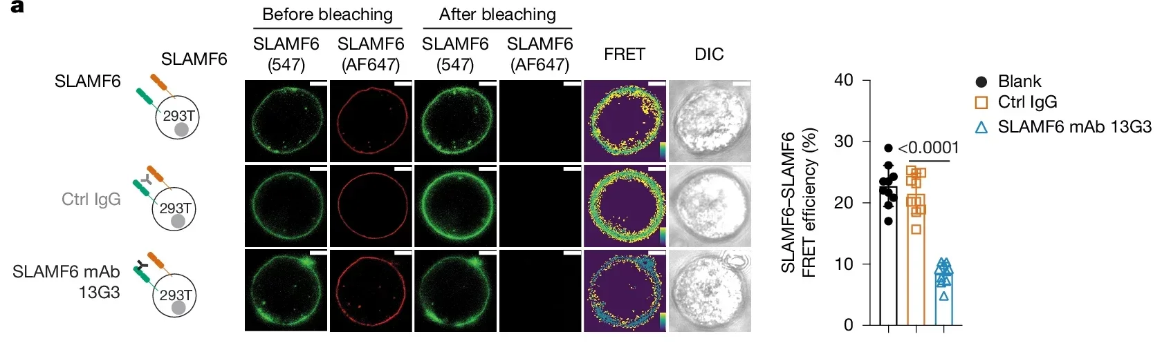 SLAMF6 is involved in homotypic cis interactions blocked by agonist SLAMF6 mAbs.