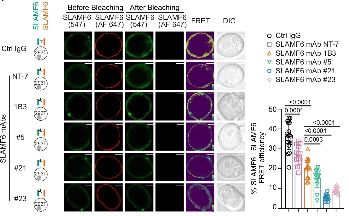 Lack of human SLAMF6 or blockade with human SLAMF6 mAbs promotes T cell activation.