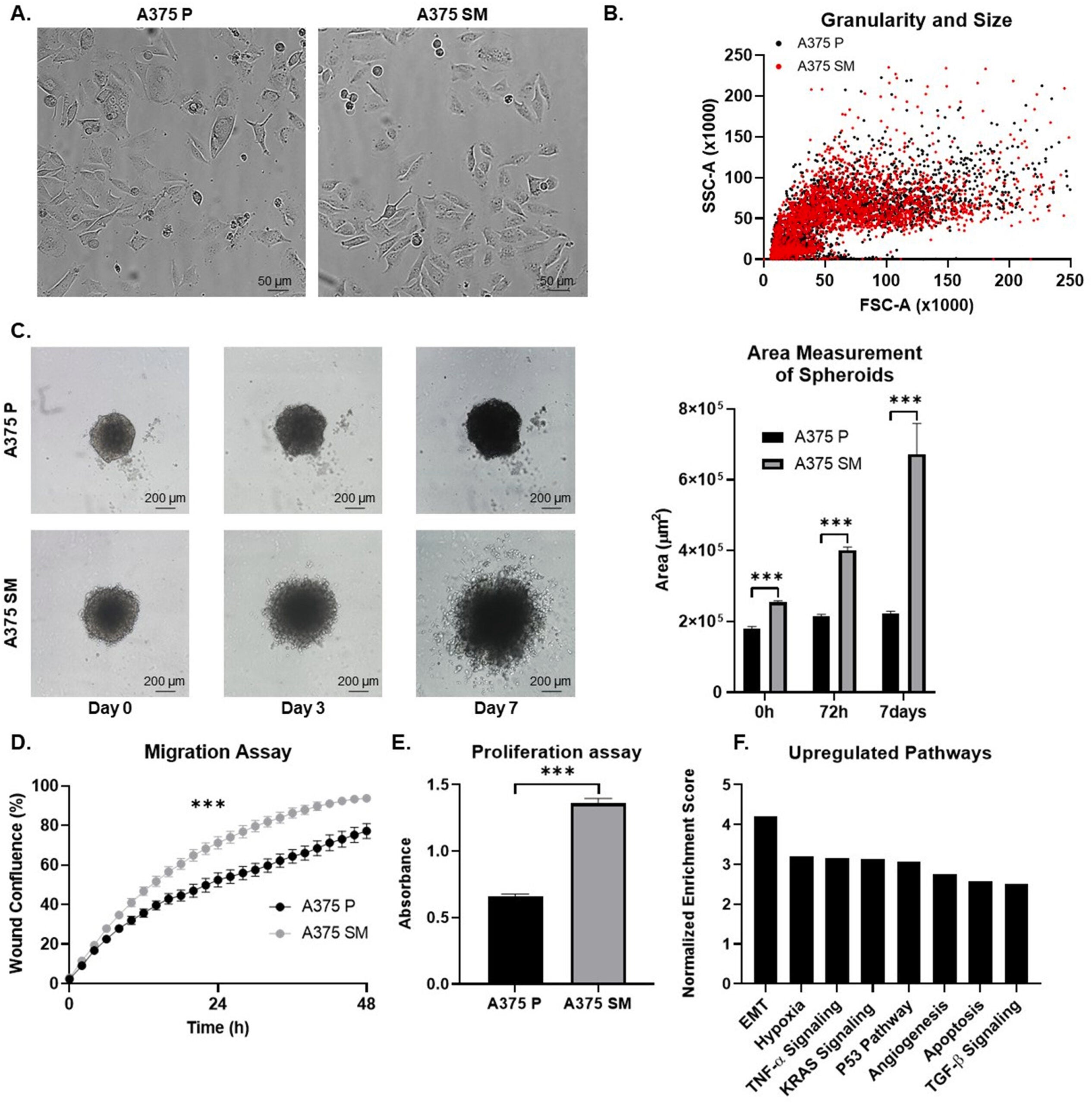 Comparative assessment of cancer cell aggressiveness between A375 P and A375 SM cell lines.