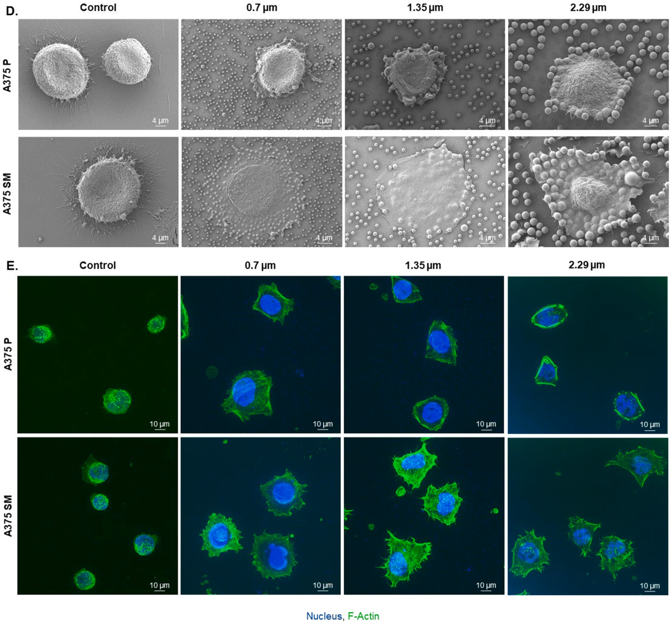 Differential adhesion and anchoring behavior of A375 P and A375 SM cell lines on colloid-coated surfaces.