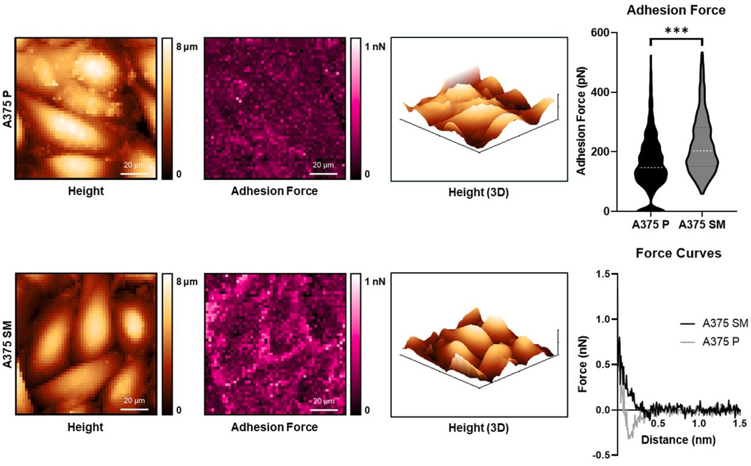Investigating biophysical drivers of phenotypic differences between A375 P and A375 SM cell lines AFM analysis of A375 P and A375 SM cancer cells.