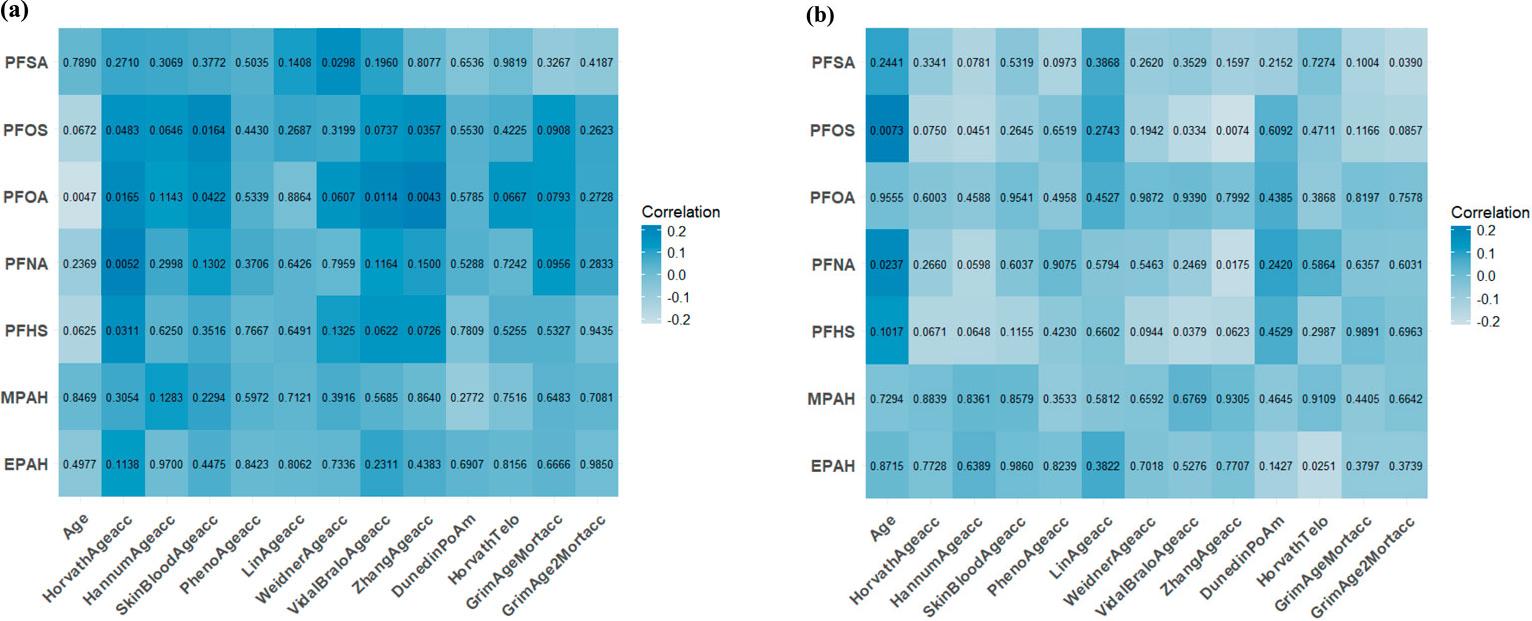 (a) Spearman correlation coefficients of age, polyfluoroalkyl chemicals and 12 DNAm aging algorithms at NHANES 1999–2000 in male; (b) Spearman correlation coefficients of age, polyfluoroalkyl chemicals and 12 DNAm aging algorithms at NHANES 1999–2000 in female.