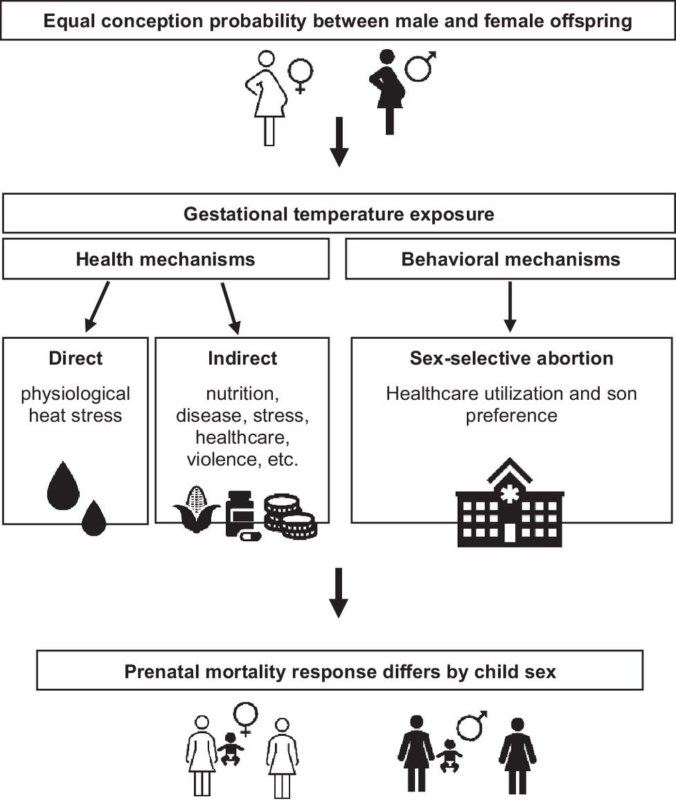 Conceptual framework on biological health and behavioral mechanisms in response to temperature exposure before birth that may cause sex-specific mortality responses.