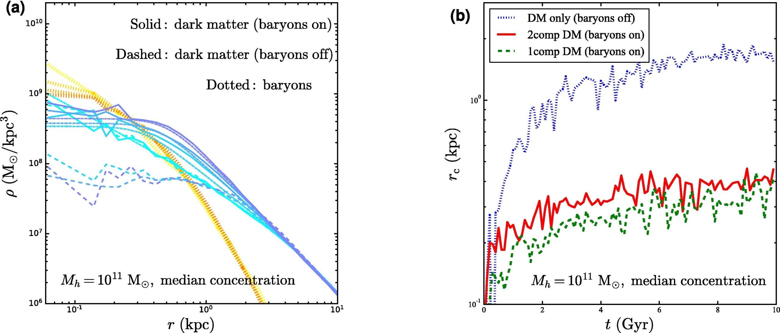 Dwarf halo evolution and core formation in one- and two-component SIDM.