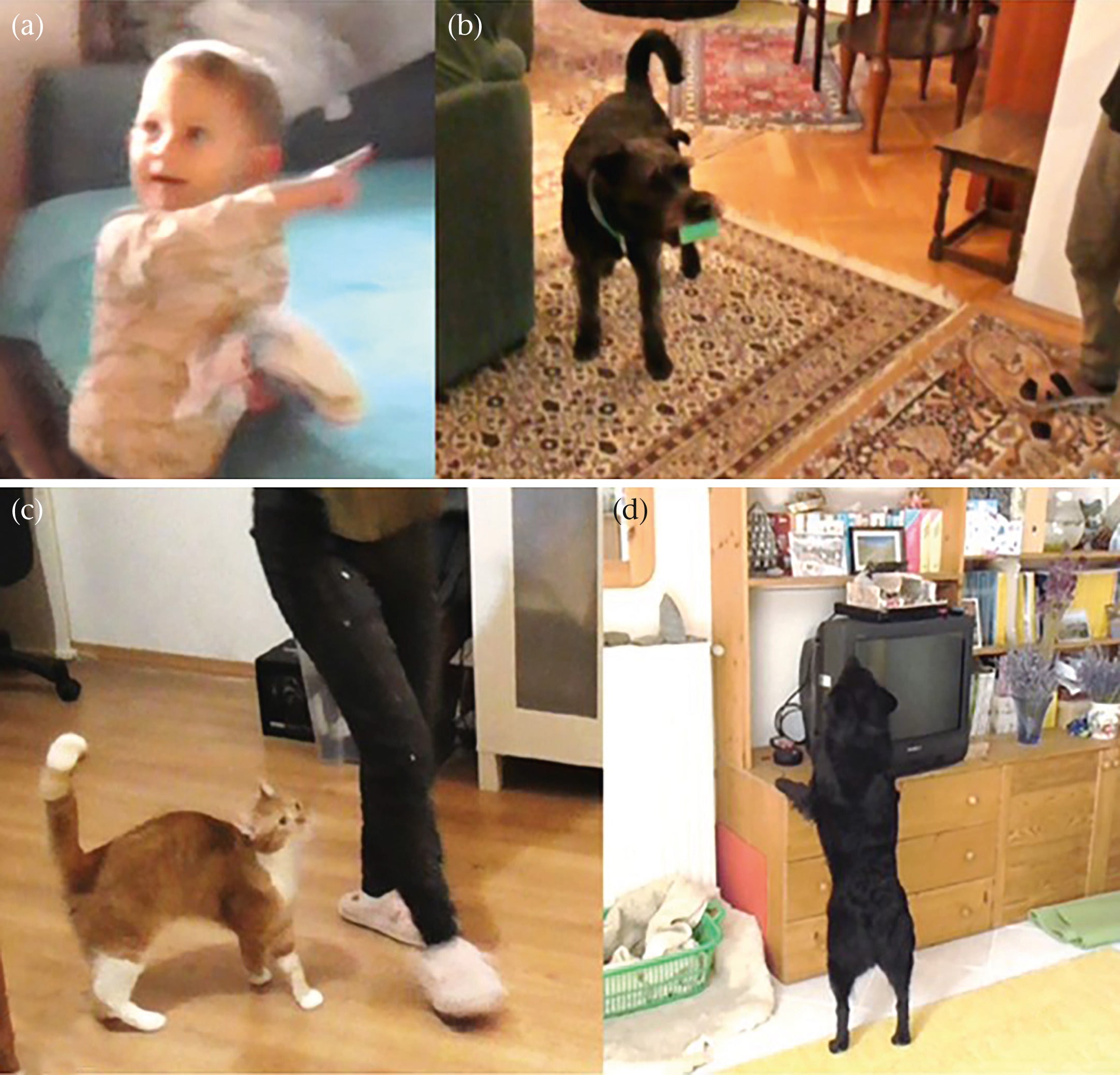 Examples of the following behavioural variables: (a) showing the object, (b) manipulating the object, (c) orienting at the caregiver and (d) approaching the object.