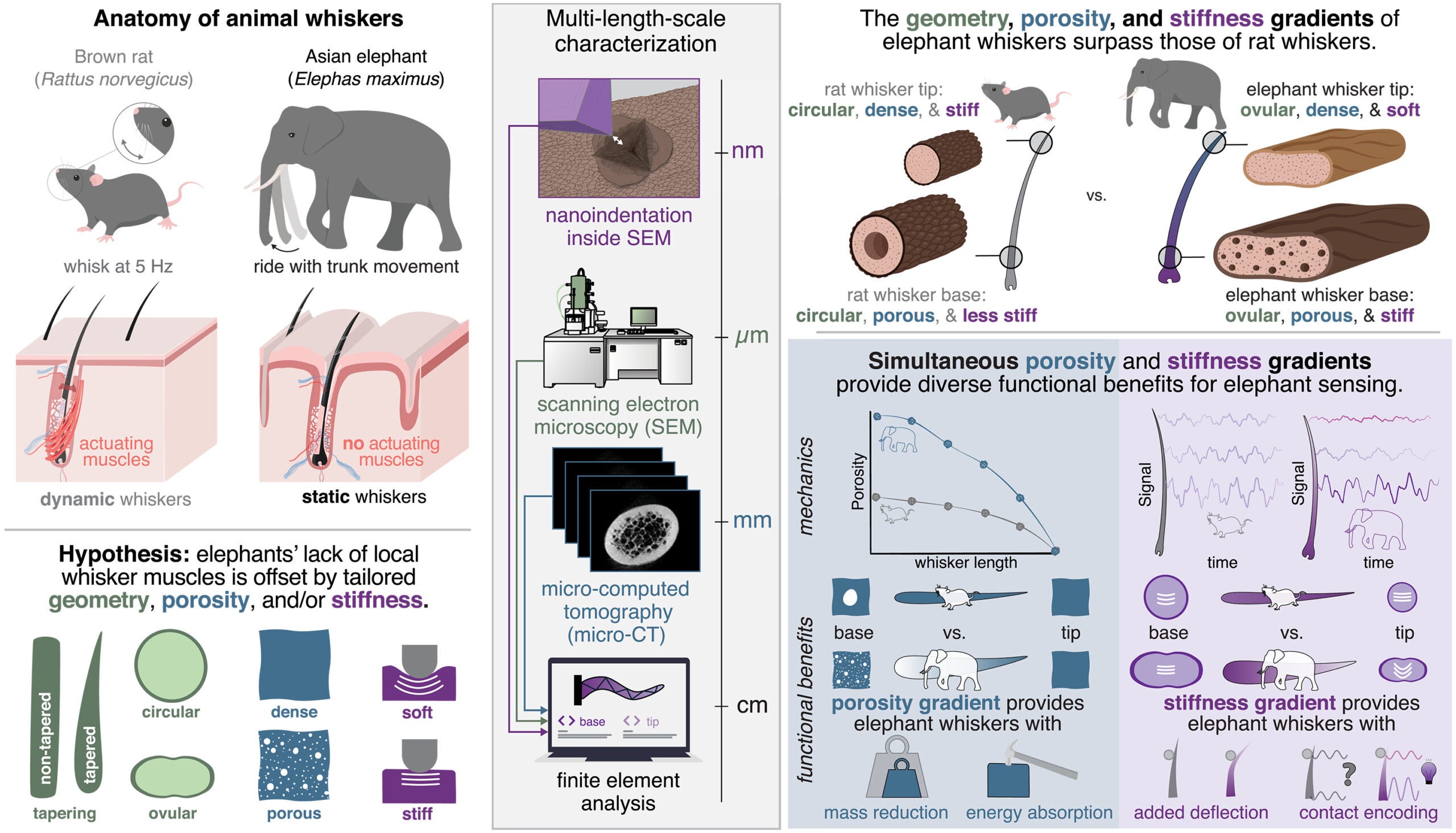 Functional gradients give elephant whiskers physical intelligence. Unlike rat whiskers, elephant whiskers lack the follicle muscles necessary for local actuation, which we hypothesized would promote distinct organization of the whisker material.