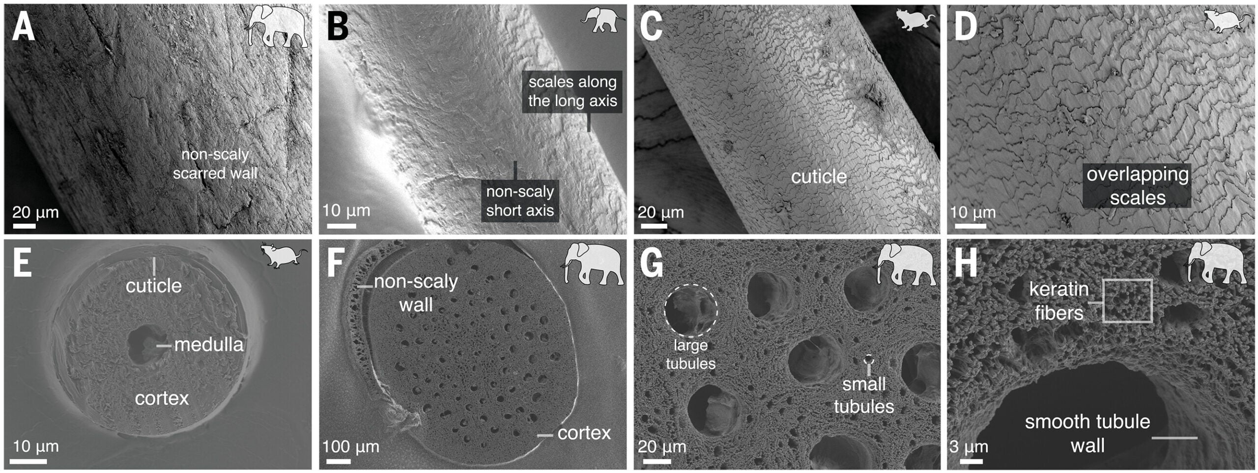 Elephant whiskers display a horn-like microstructure that decreases mass and increases vibration frequency.