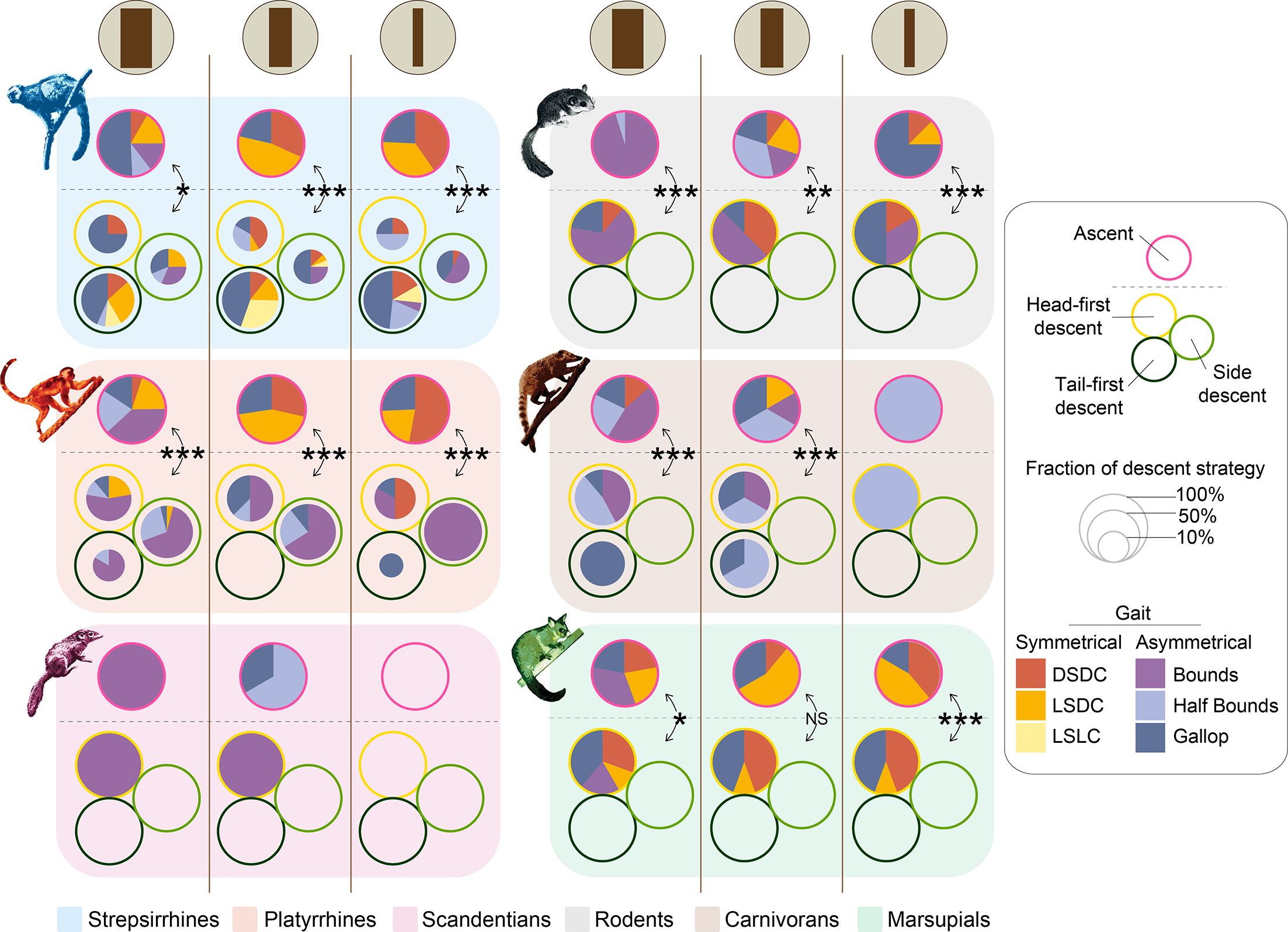 Proportions (in %) of gait types by support diameters for ascents and each descent strategy, for all phylogenetic groups.