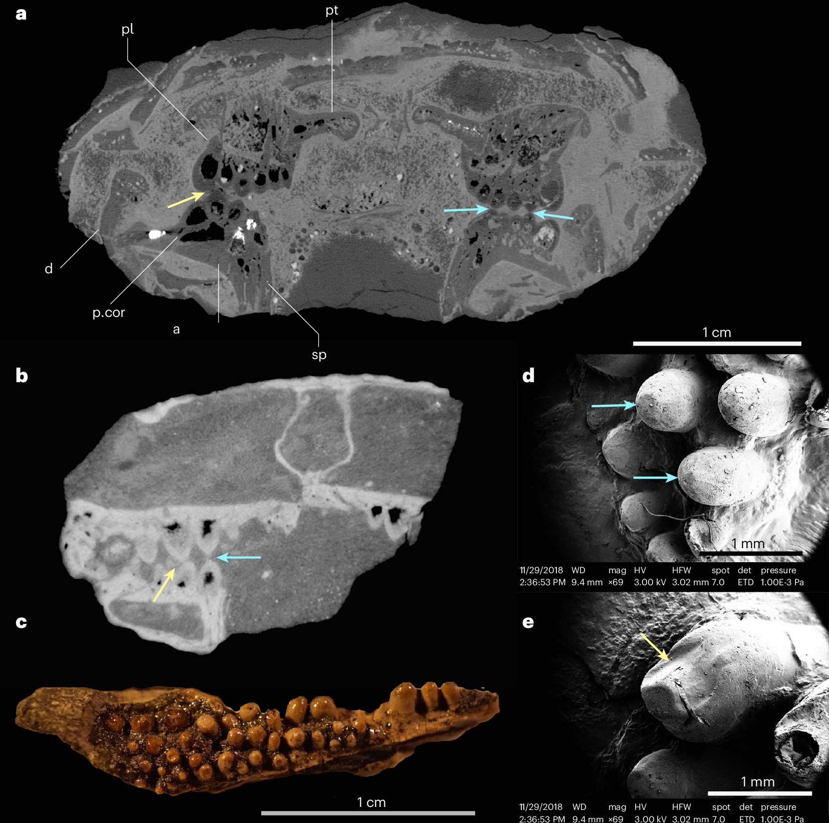 Figure of occluding and abutting palatal and coronoid teeth in T. heberti gen. et sp. nov. (NSM 017GF020.002).