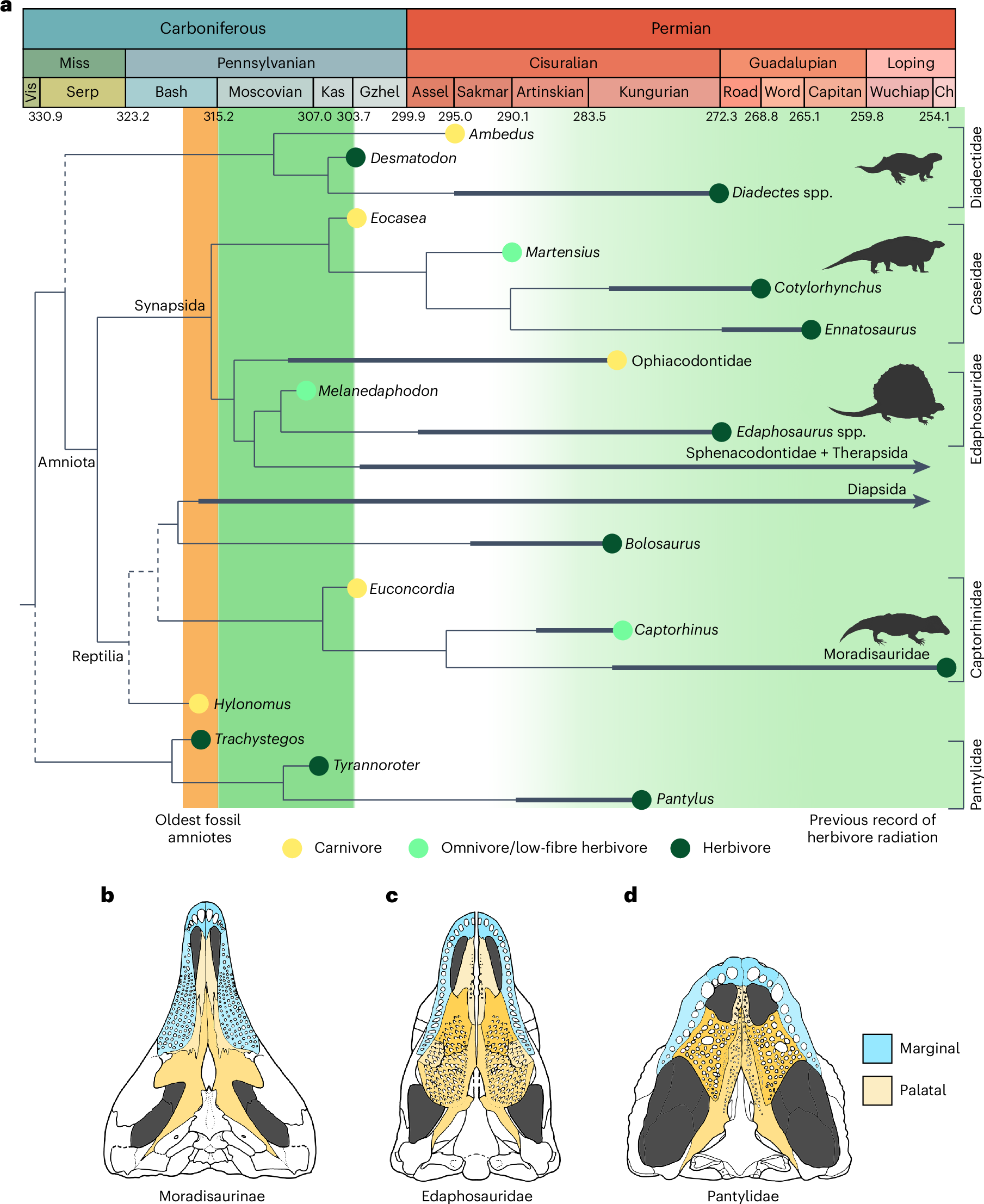 Synthesis of the evolution of tetrapod herbivory based on fossil evidence.