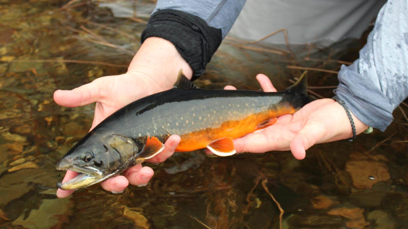 A researcher holds an Arctic Char in a Maine waterway. A new model can help people safeguard Maine’s Arctic Char and other freshwater fish worldwide before they become endangered.