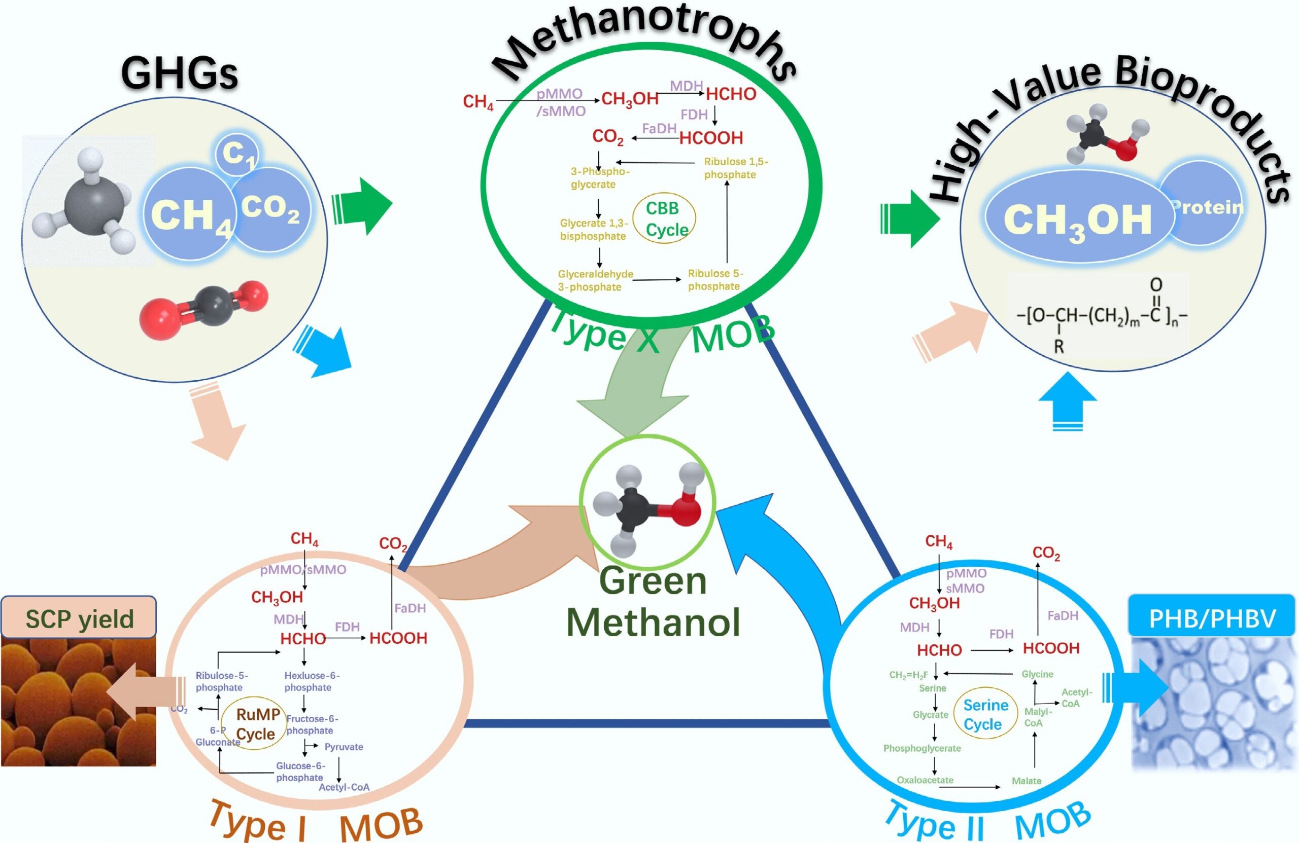 Advances in high-value resource recovery of greenhouse gases driven by methanotrophic communities.