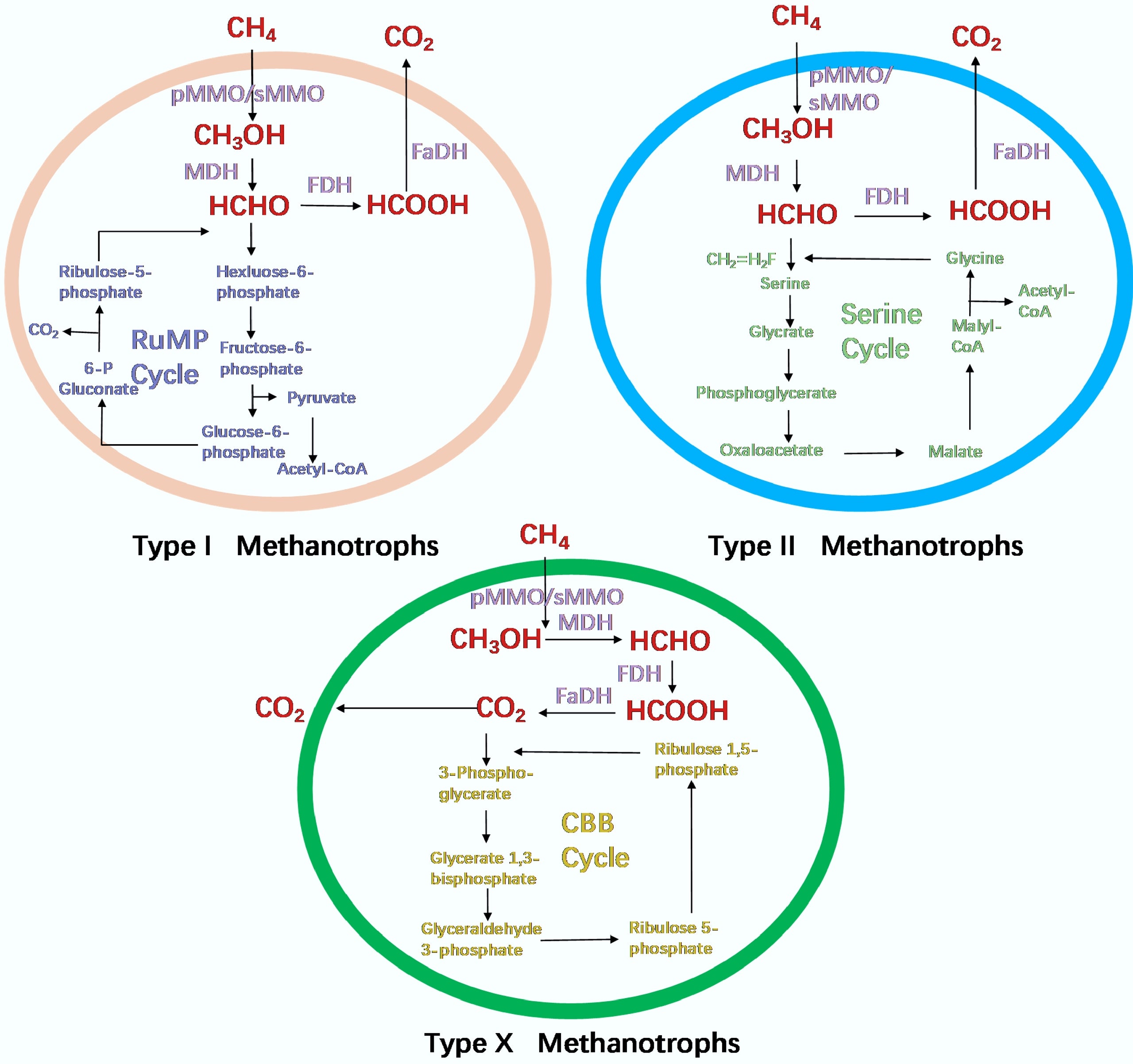 Metabolic pathways of methanotrophs.