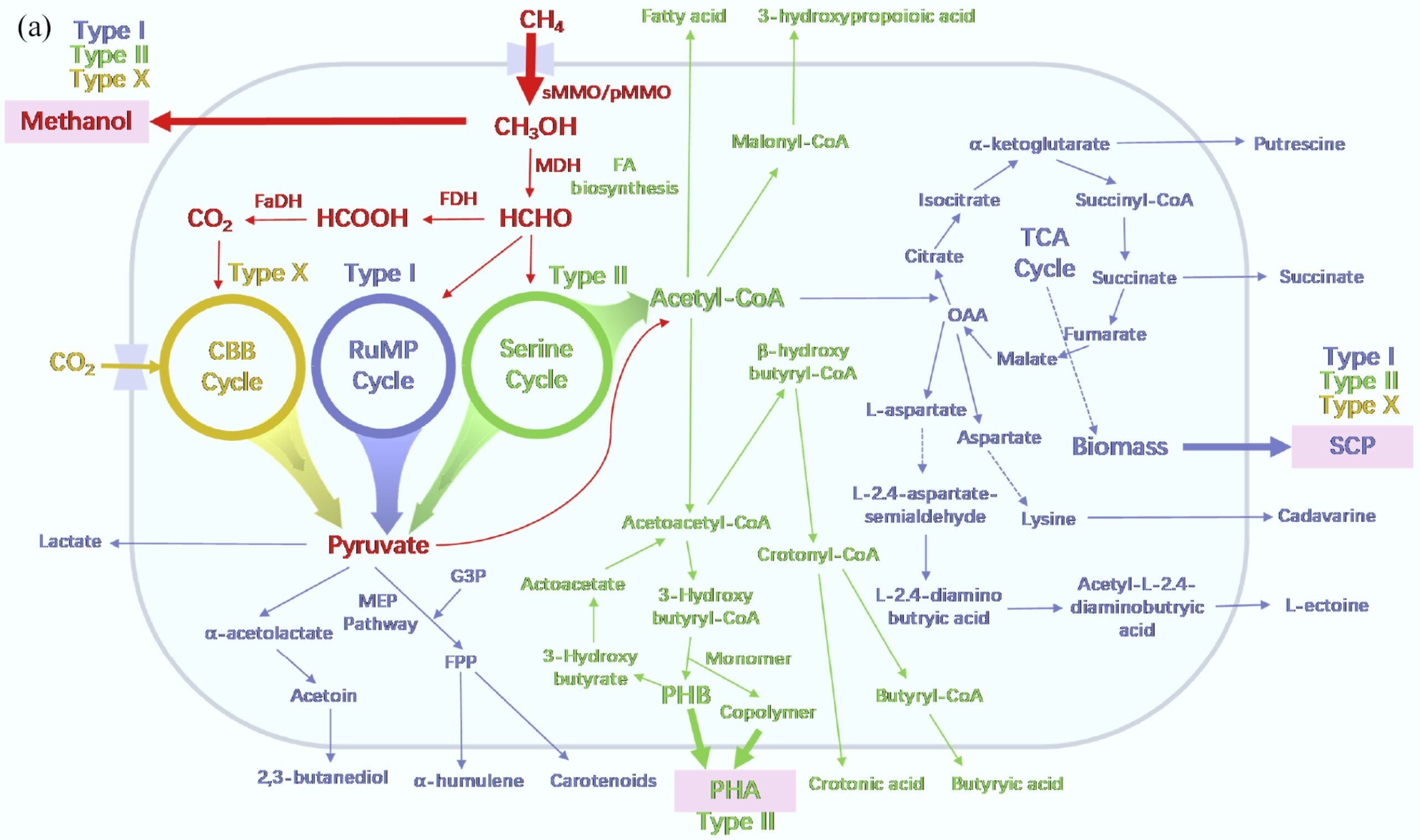 Pathways for high-value product production.