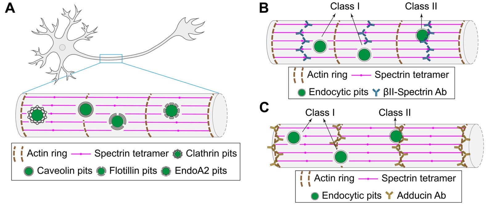Schematic illustrating the spatial distributions of clathrin, Cav1, Flot1, and EndoA2 endocytic pits, relative to periodic MPS lattice in axons.