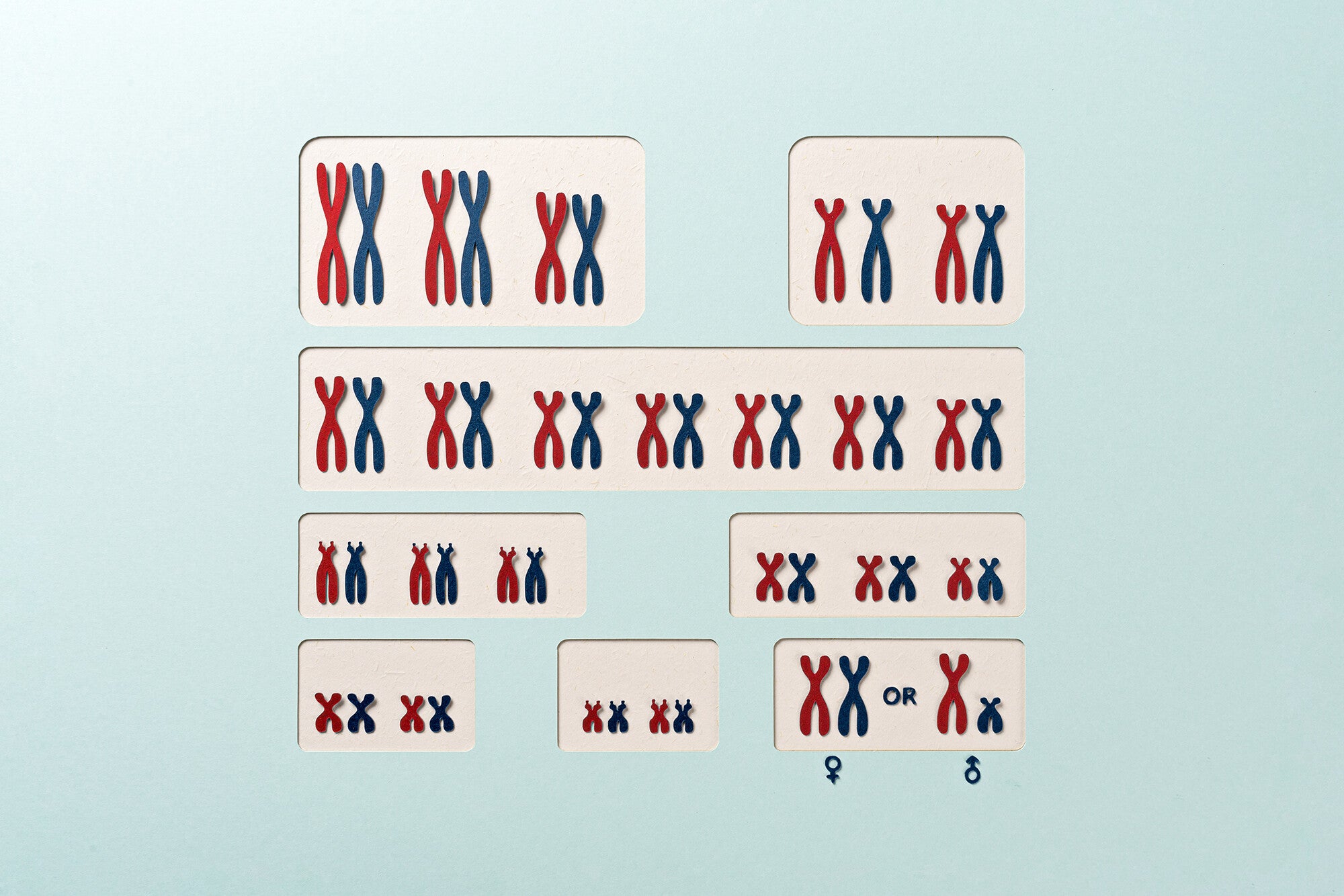 An illustration of a normal karyotype, the full complement of chromosomes arranged in homologous pairs.