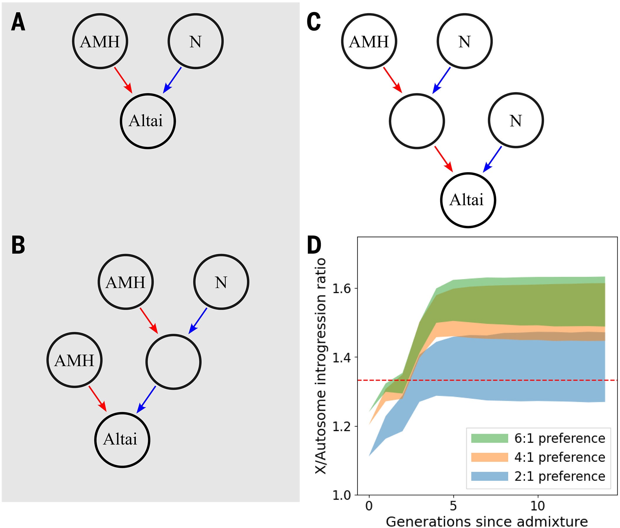 (A to C) Diagrams of purely demographic processes. Circles indicate populations, and AMH and N designate unadmixed AMHs and Neanderthals, respectively. Altai represents the population from which the Altai individual is descended. Red and blue arrows represent female- and male-majority contributions, respectively. (D) The middle 95% from 2500 numerical simulations of generation-by-generation Neanderthal X:autosome AMH introgression ratios, starting with an initial 5% admixture proportion at generation zero biased toward introgressing females.