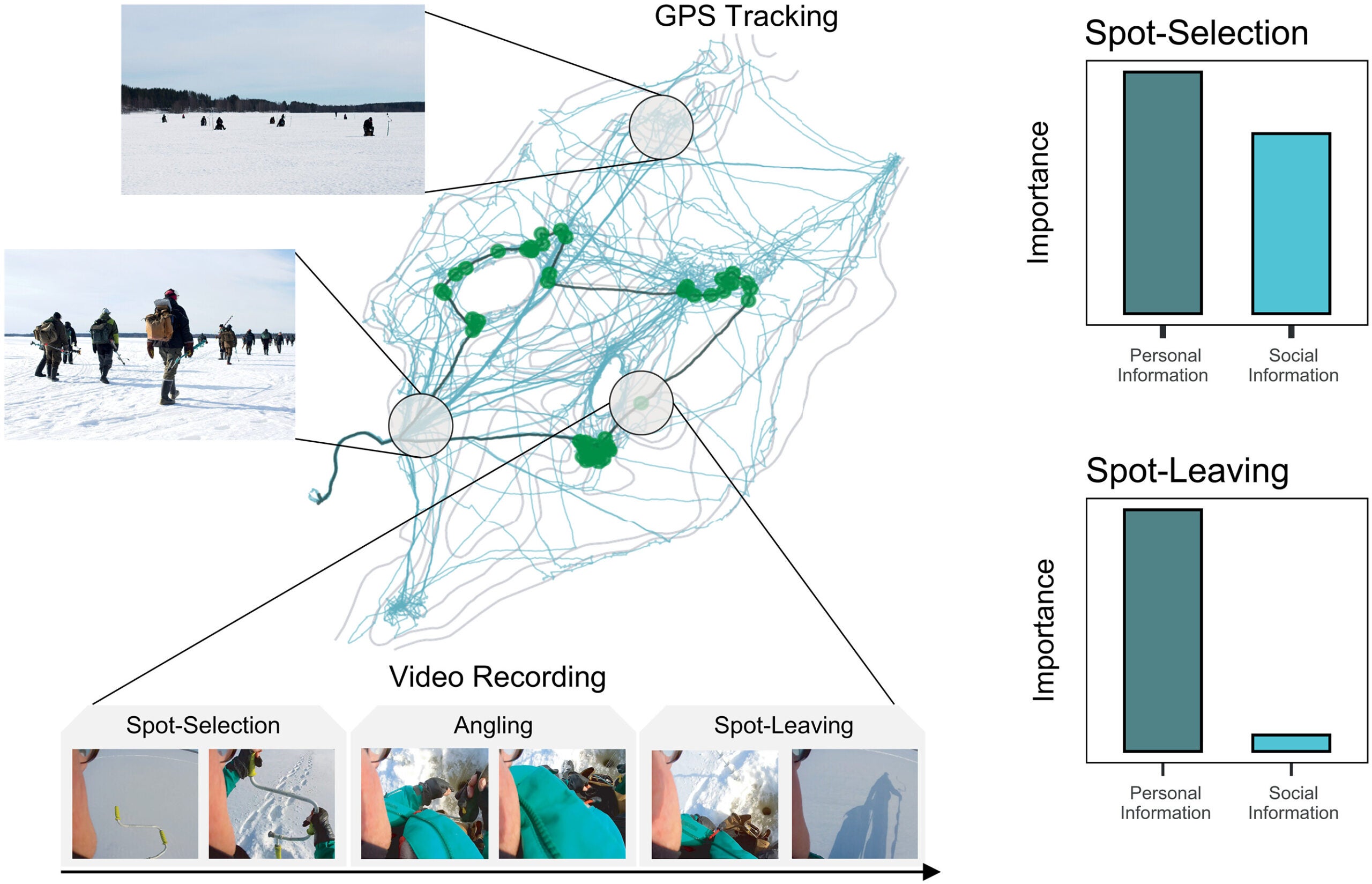 Tracking competitive ice fishers to study social information use during foraging.